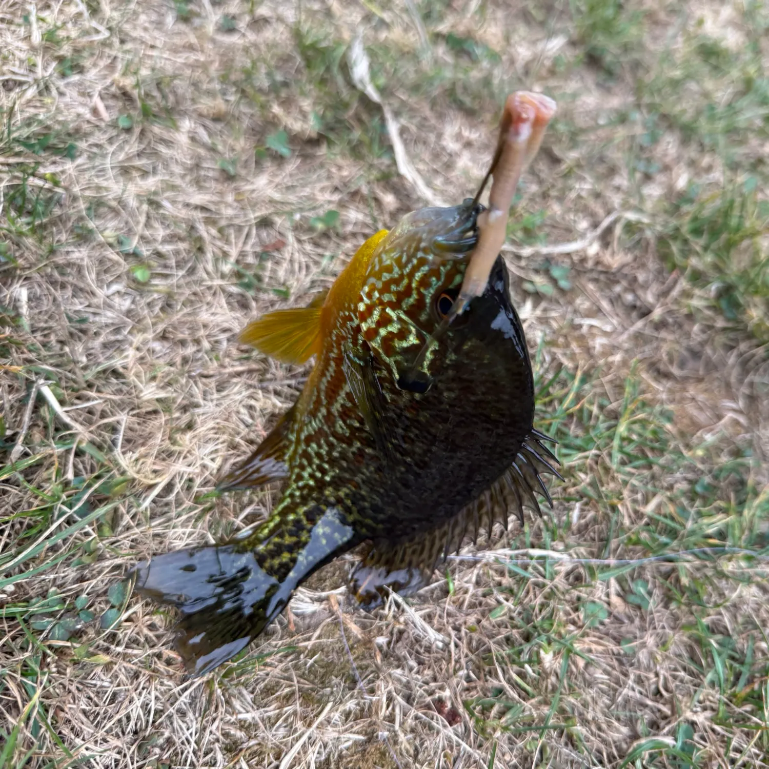 Pumpkinseed caught on Fishbrain