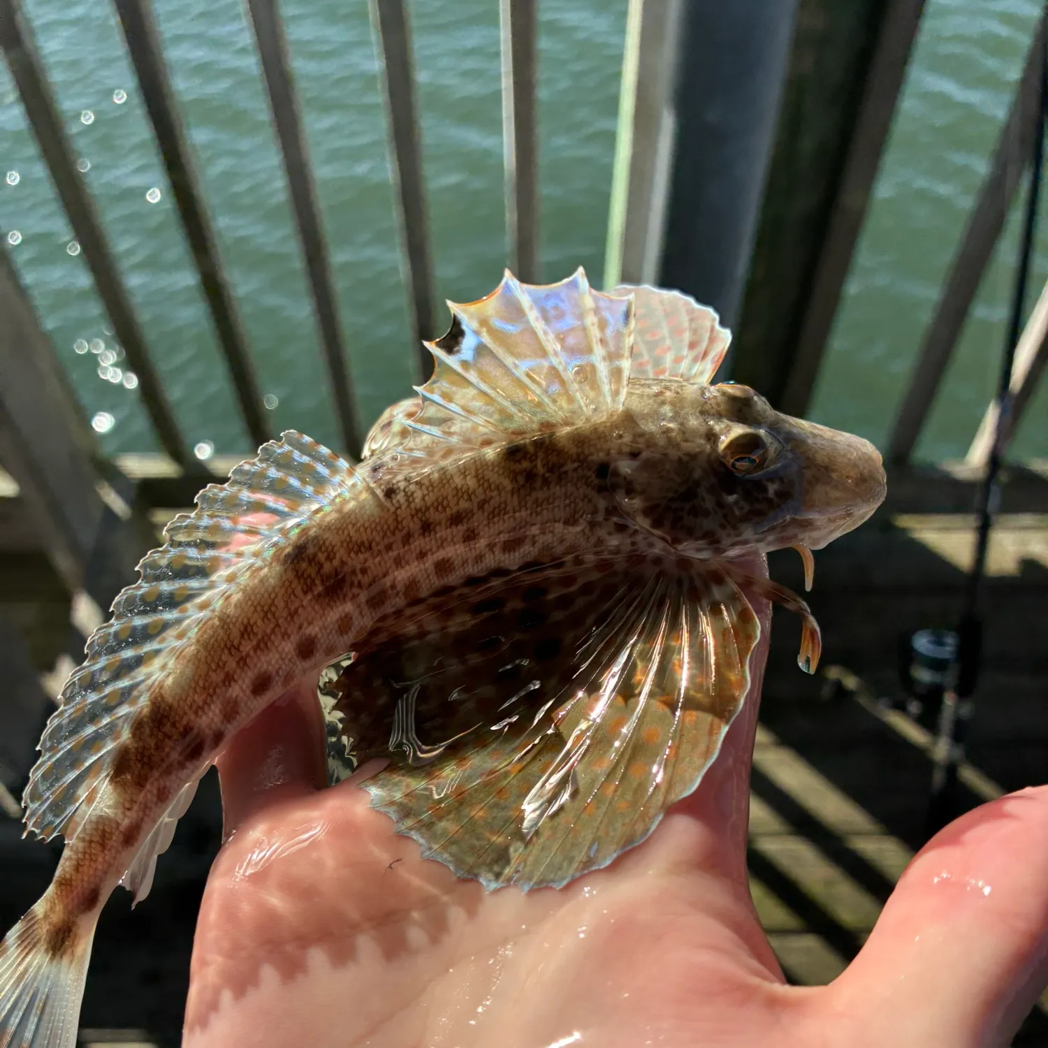 The most recent Leopard searobin catches on Fishbrain