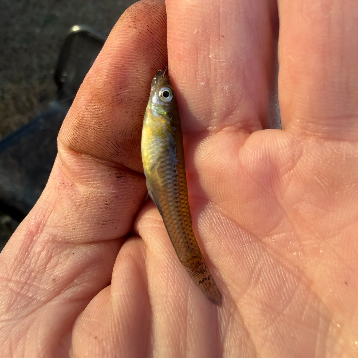 The most recent Eastern mosquitofish catches on Fishbrain