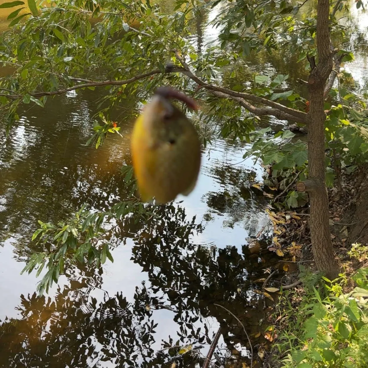 Pumpkingill hybrid caught on Fishbrain