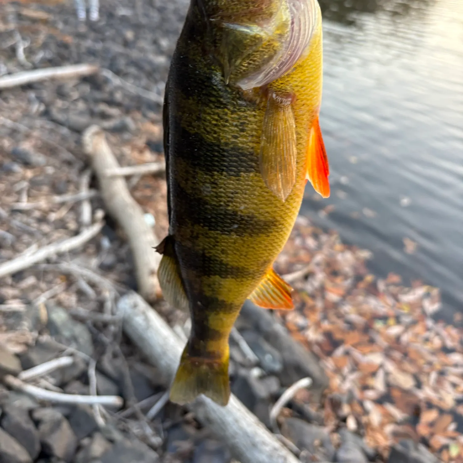 Yellow perch caught on Fishbrain