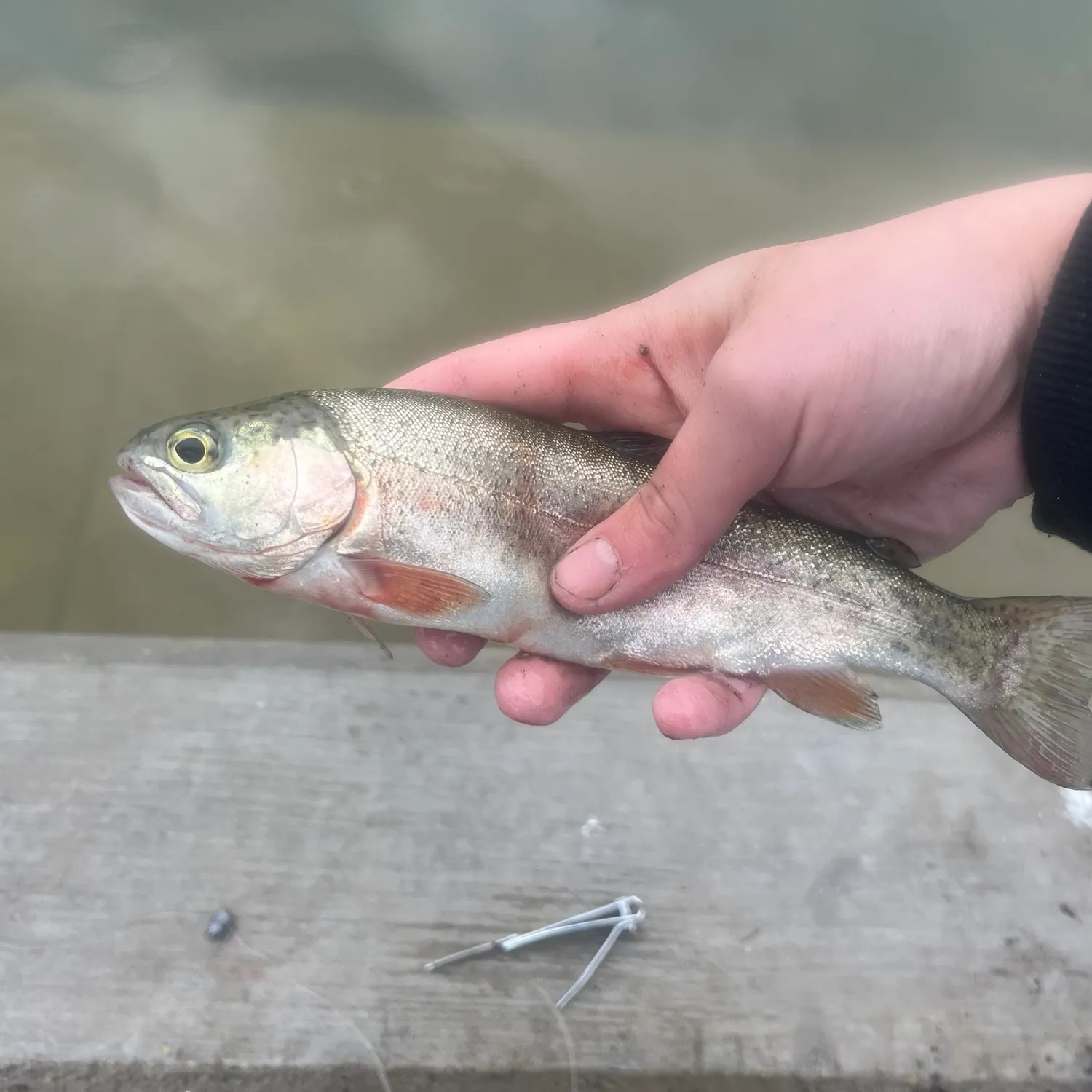 Rainbow trout caught on Fishbrain
