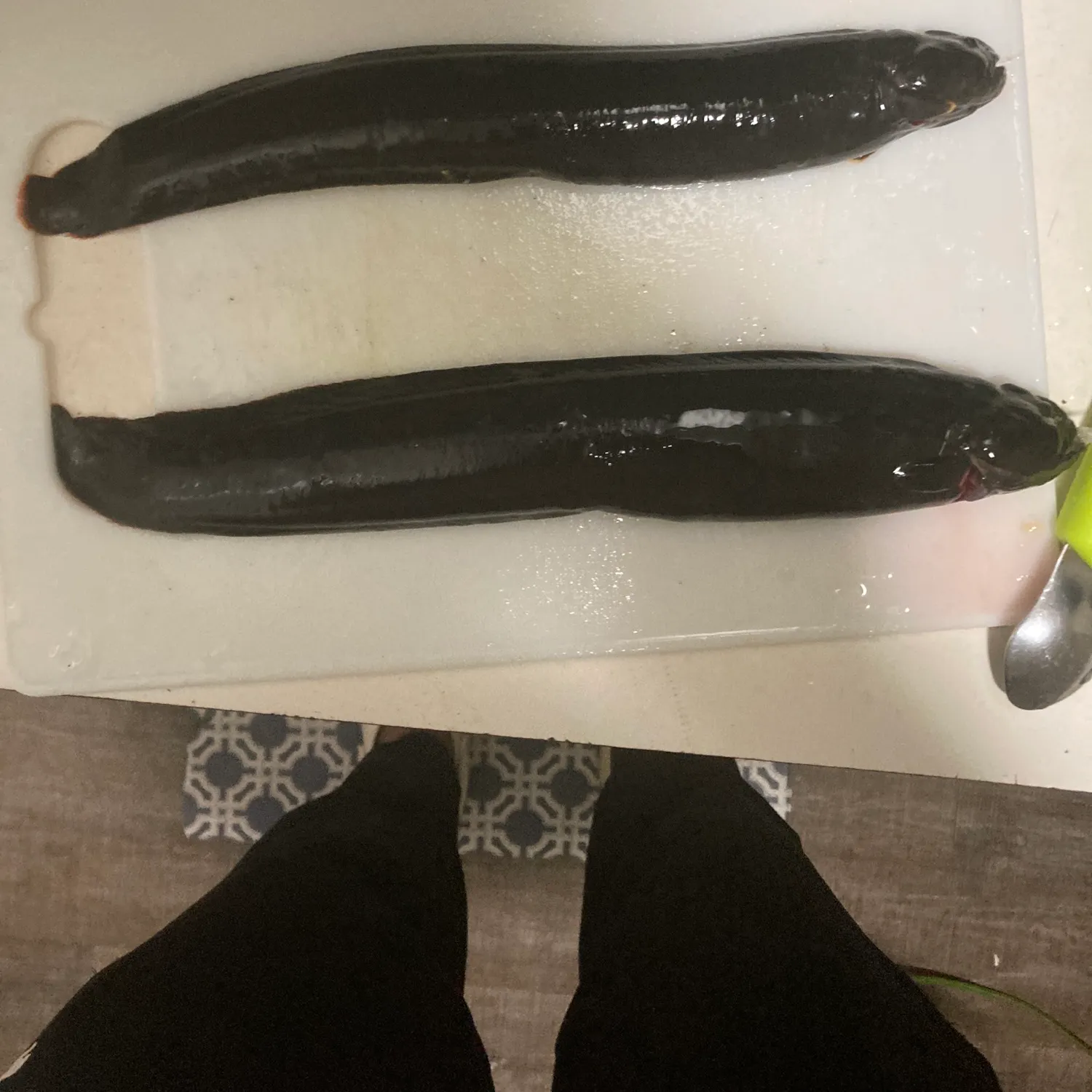 The most recent Monkeyface prickleback catches on Fishbrain