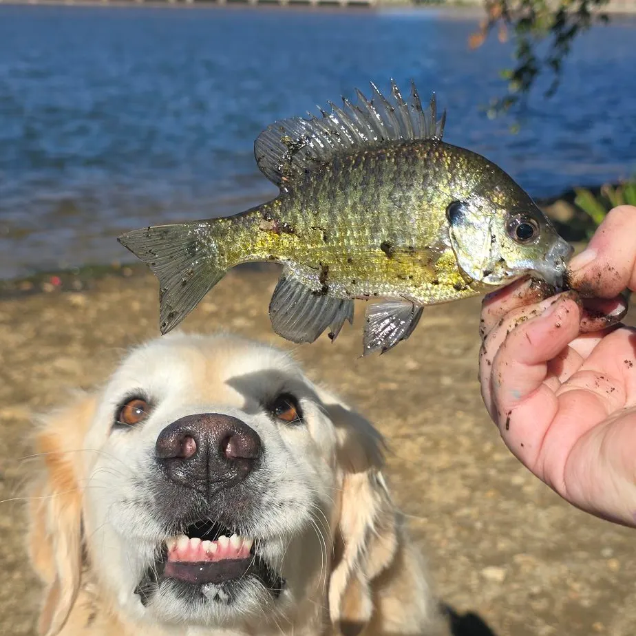 Bluegill caught on Fishbrain