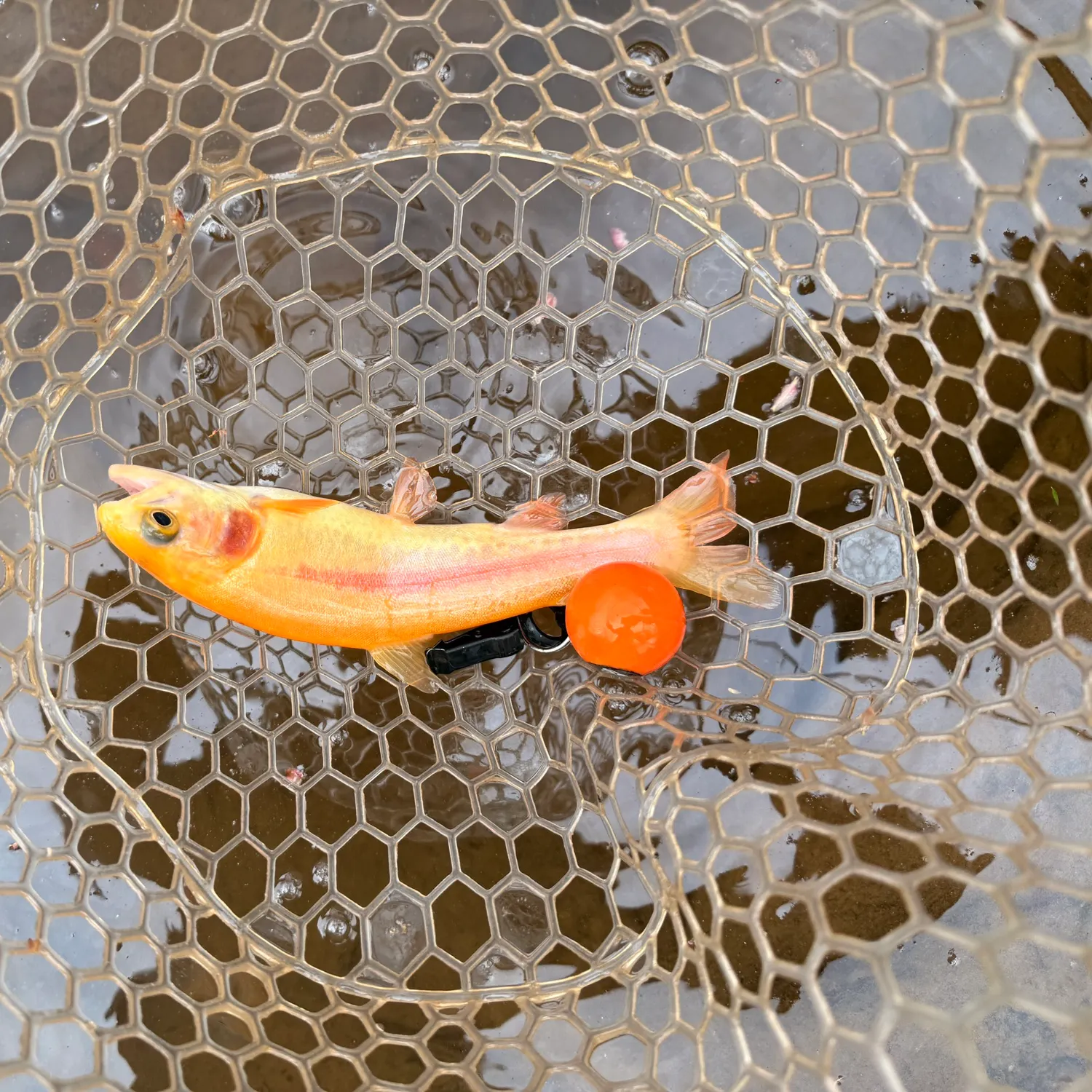 The most recent Golden rainbow trout catches on Fishbrain