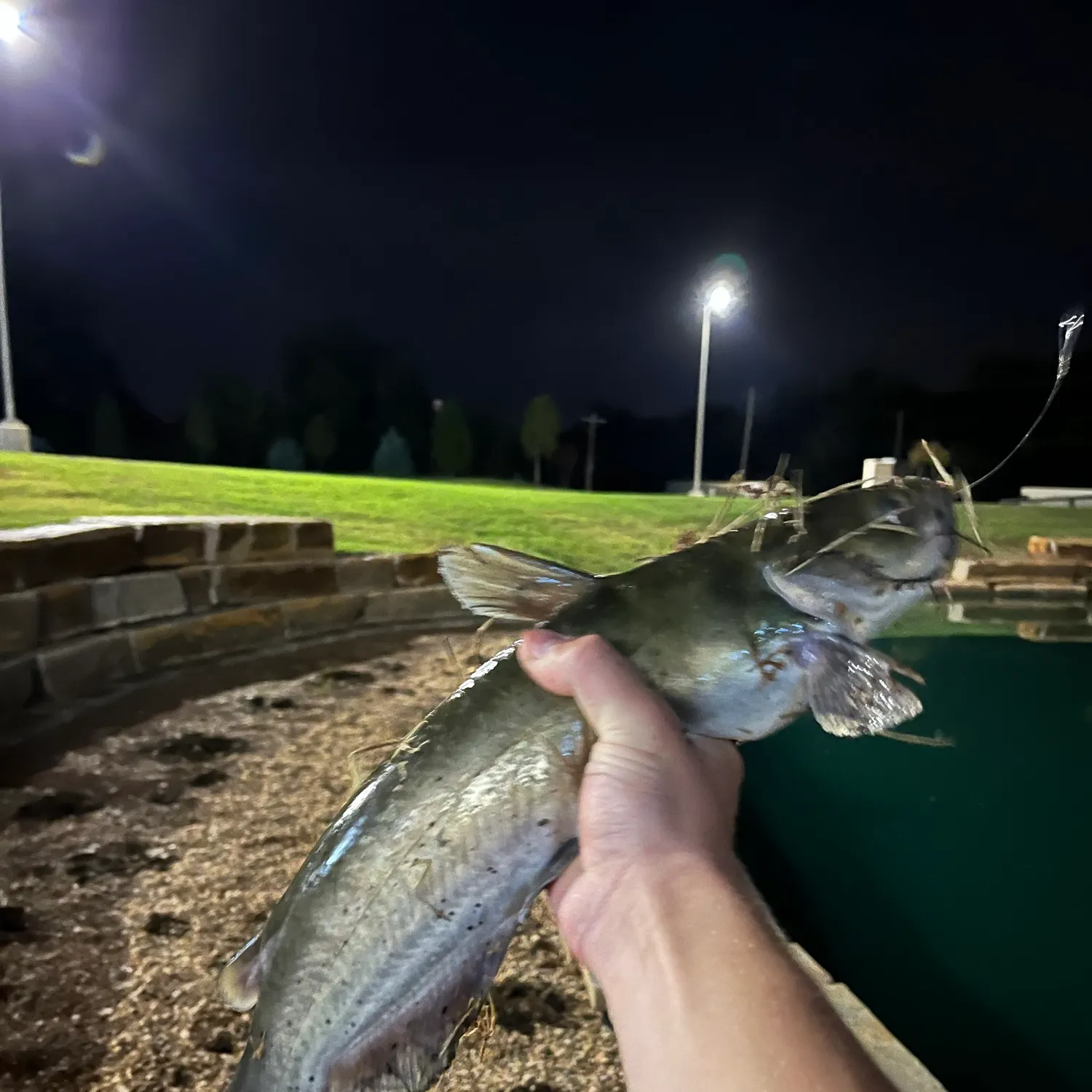 Channel catfish caught on Fishbrain