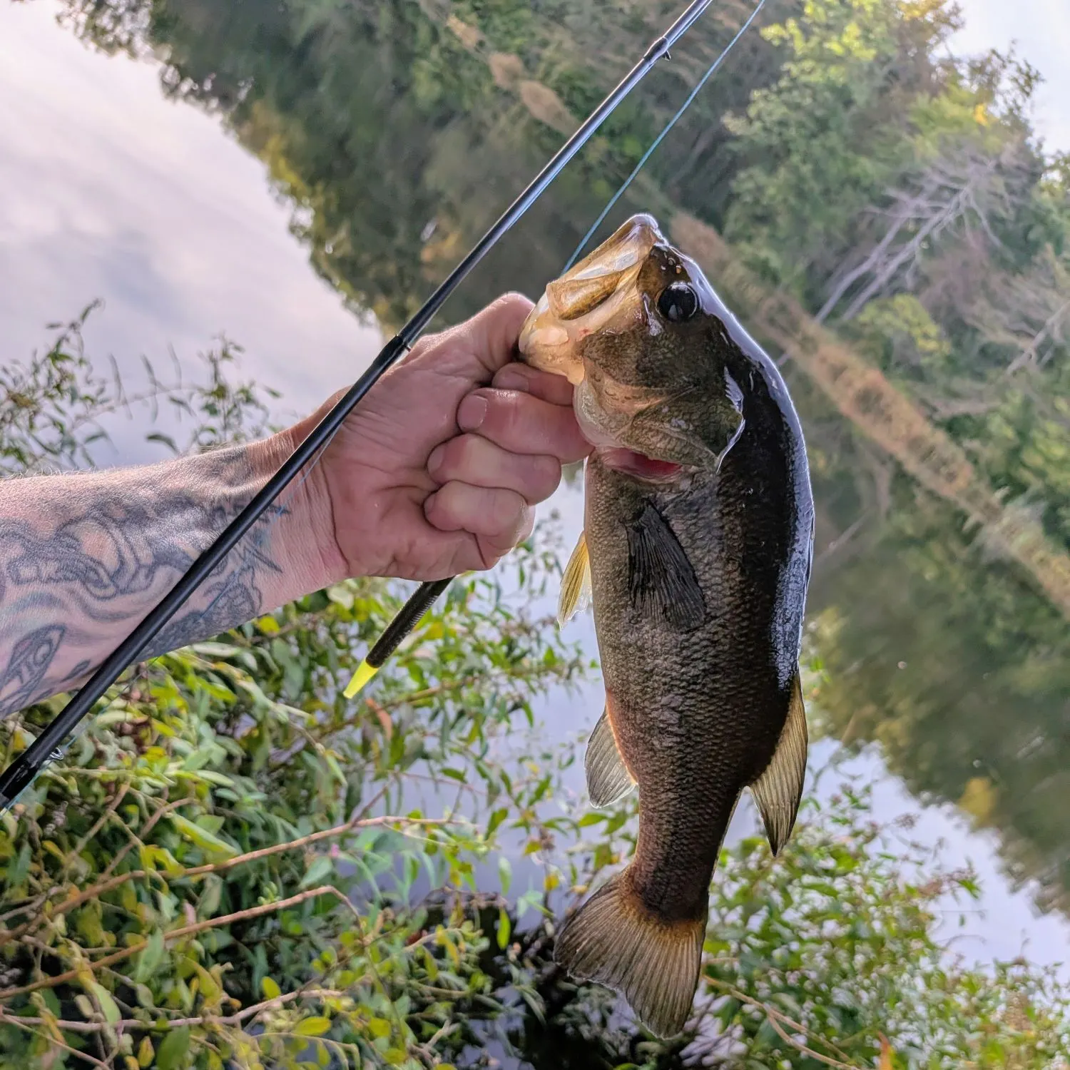 Largemouth bass caught on Fishbrain