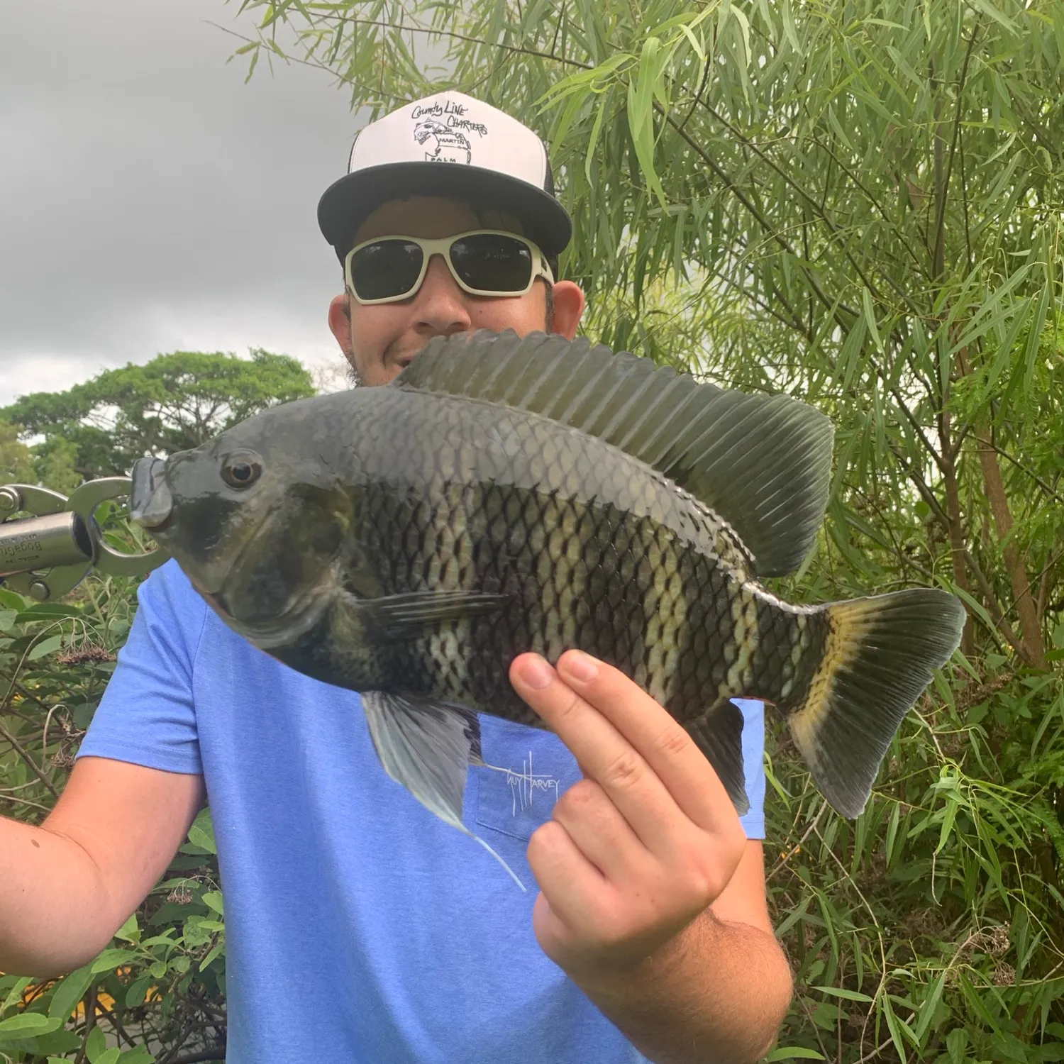 The most popular recent Zebra tilapia catch on Fishbrain