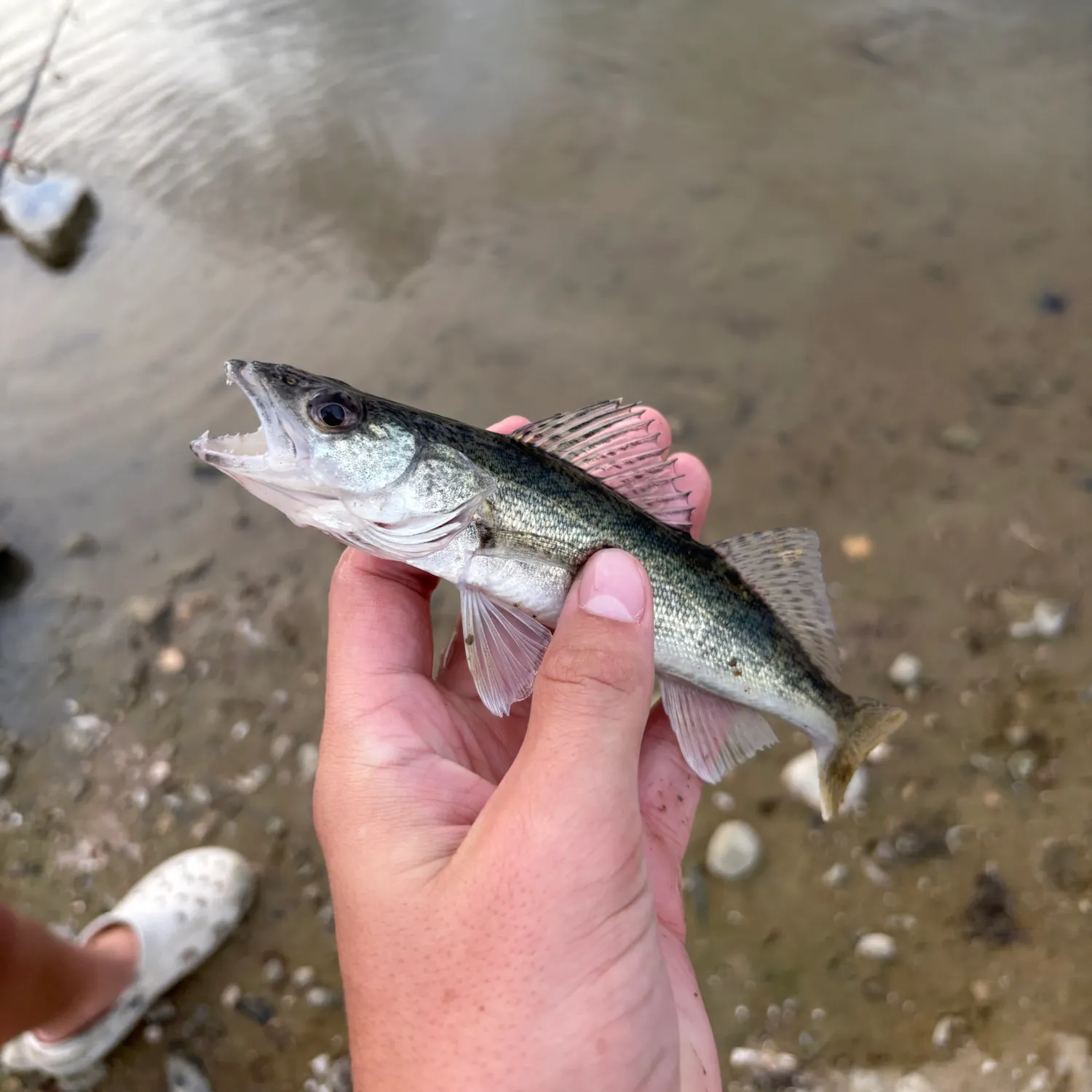 The most recent Saugeye catches on Fishbrain
