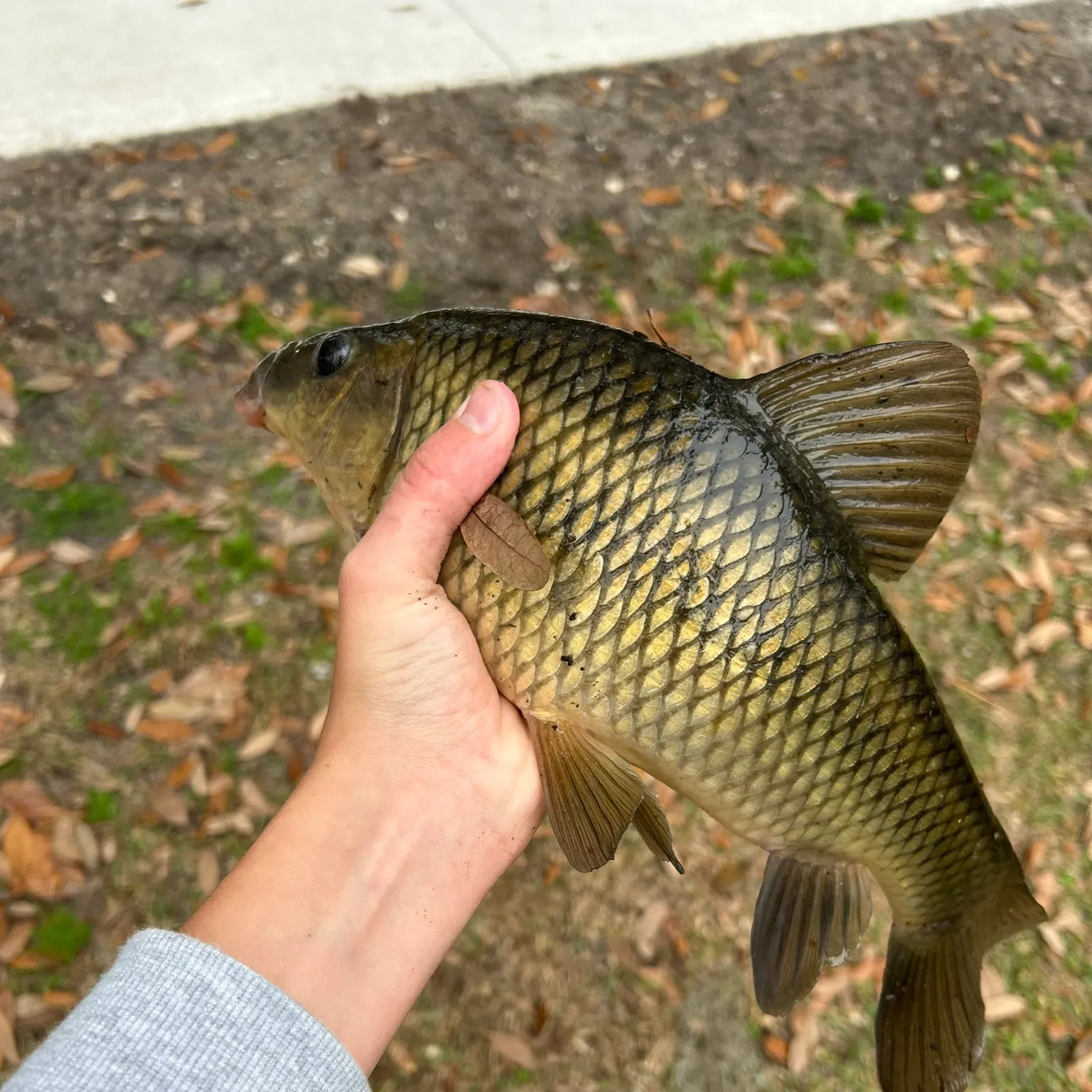 The most recent Eastern creek chubsucker catches on Fishbrain