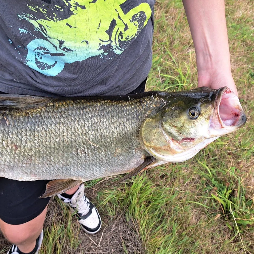 The most recent Ide catches on Fishbrain
