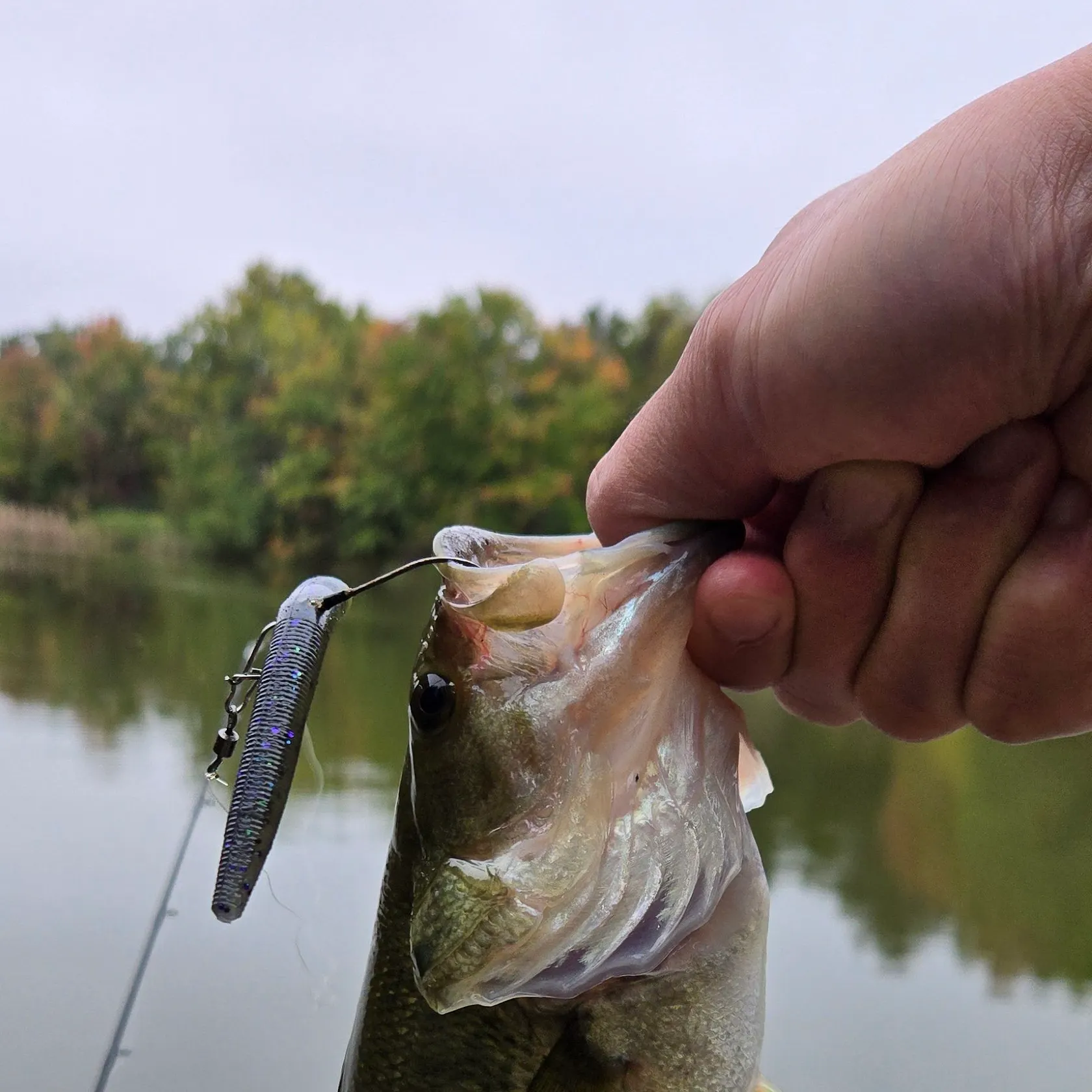 Largemouth bass caught on Fishbrain
