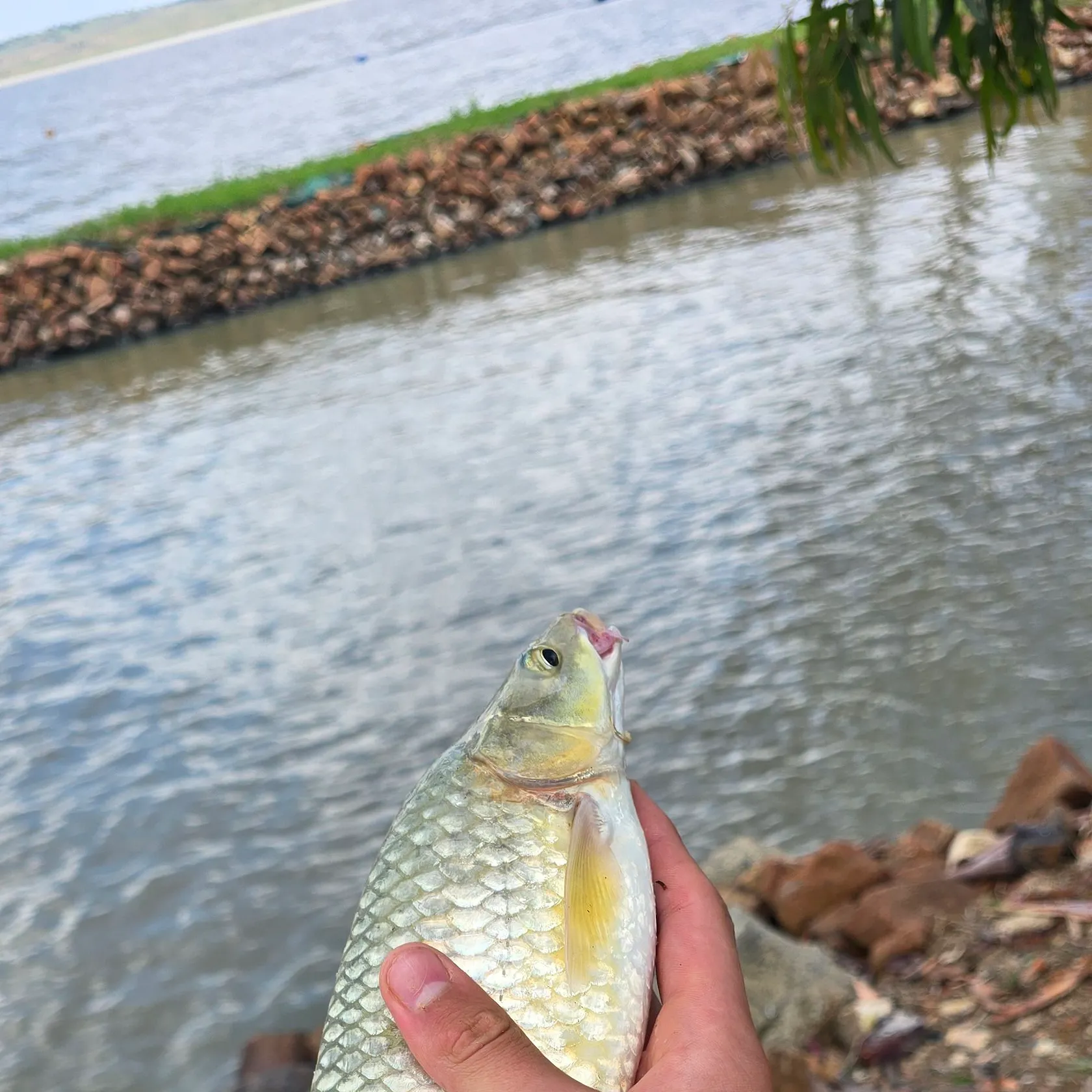 The most recent Largemouth yellowfish catches on Fishbrain