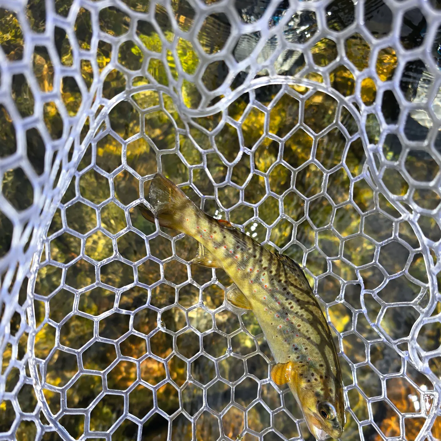 Brown trout caught on Fishbrain