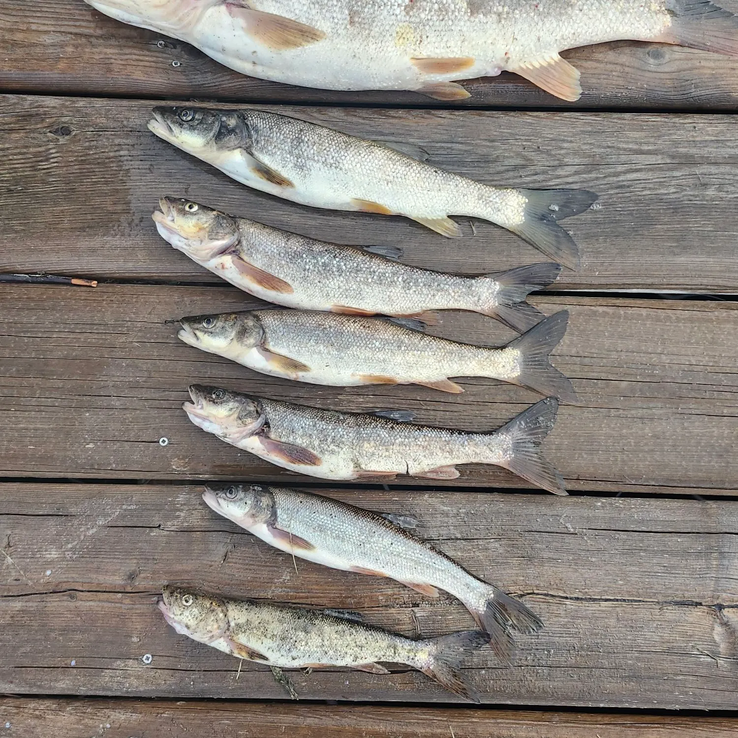 recently logged catches