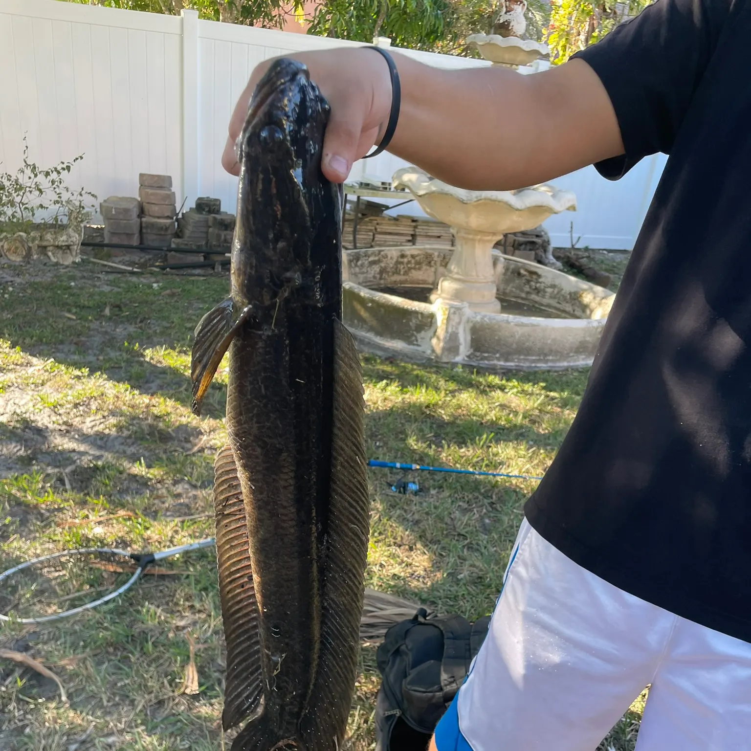 The most recent Bullseye snakehead catches on Fishbrain
