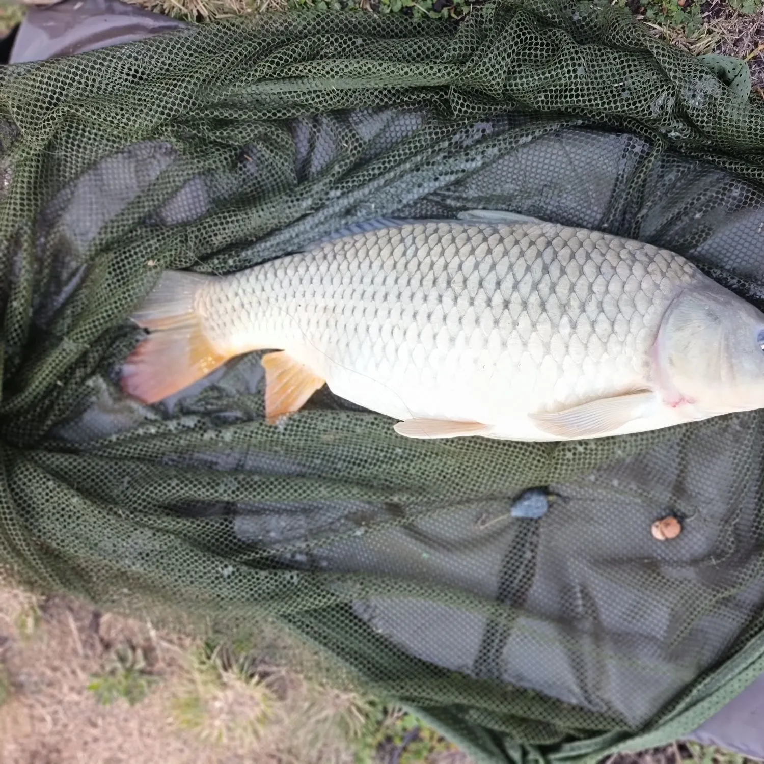 Common carp caught on Fishbrain