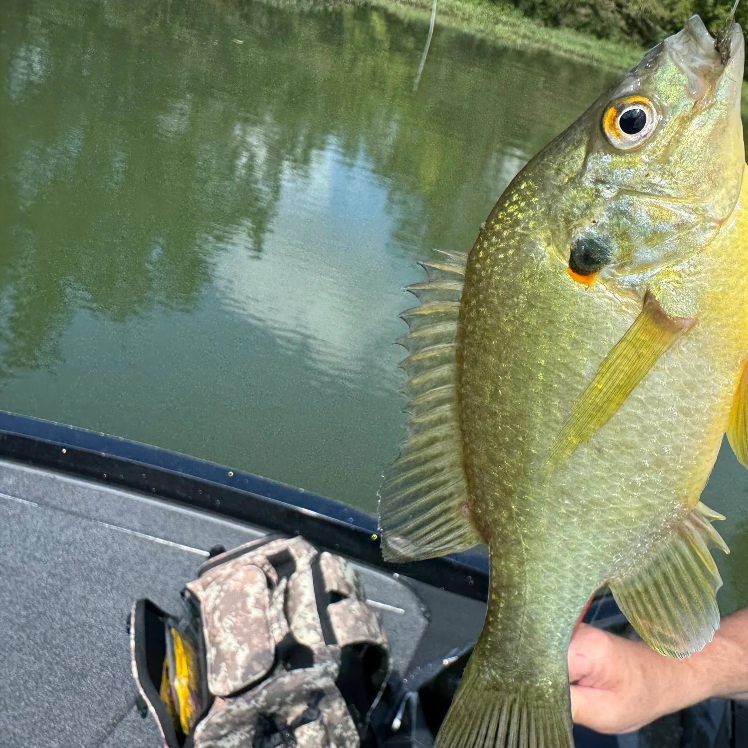 Green sunfish caught on Fishbrain
