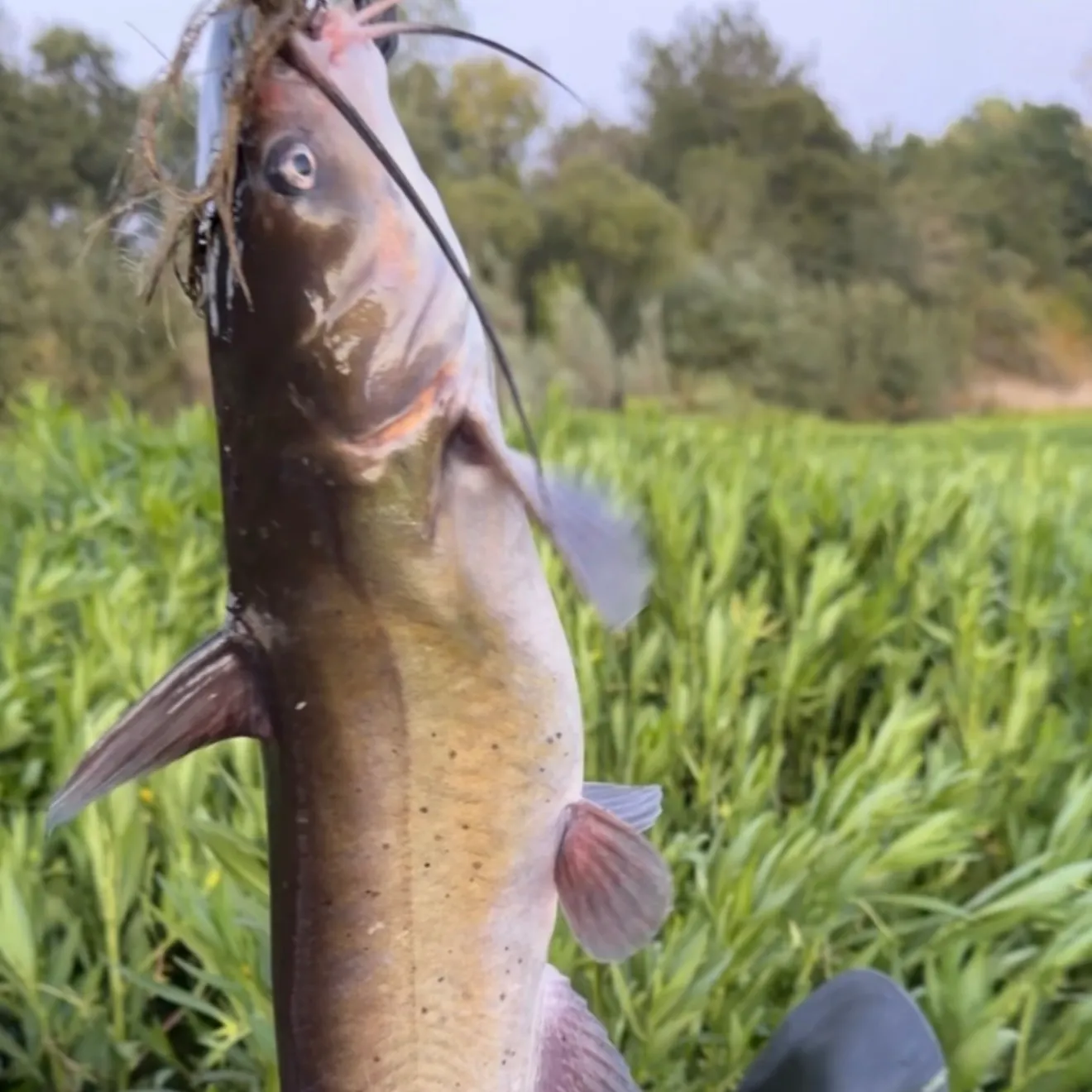 Channel catfish caught on Fishbrain