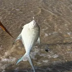 The most recent Largespotted dart catches on Fishbrain