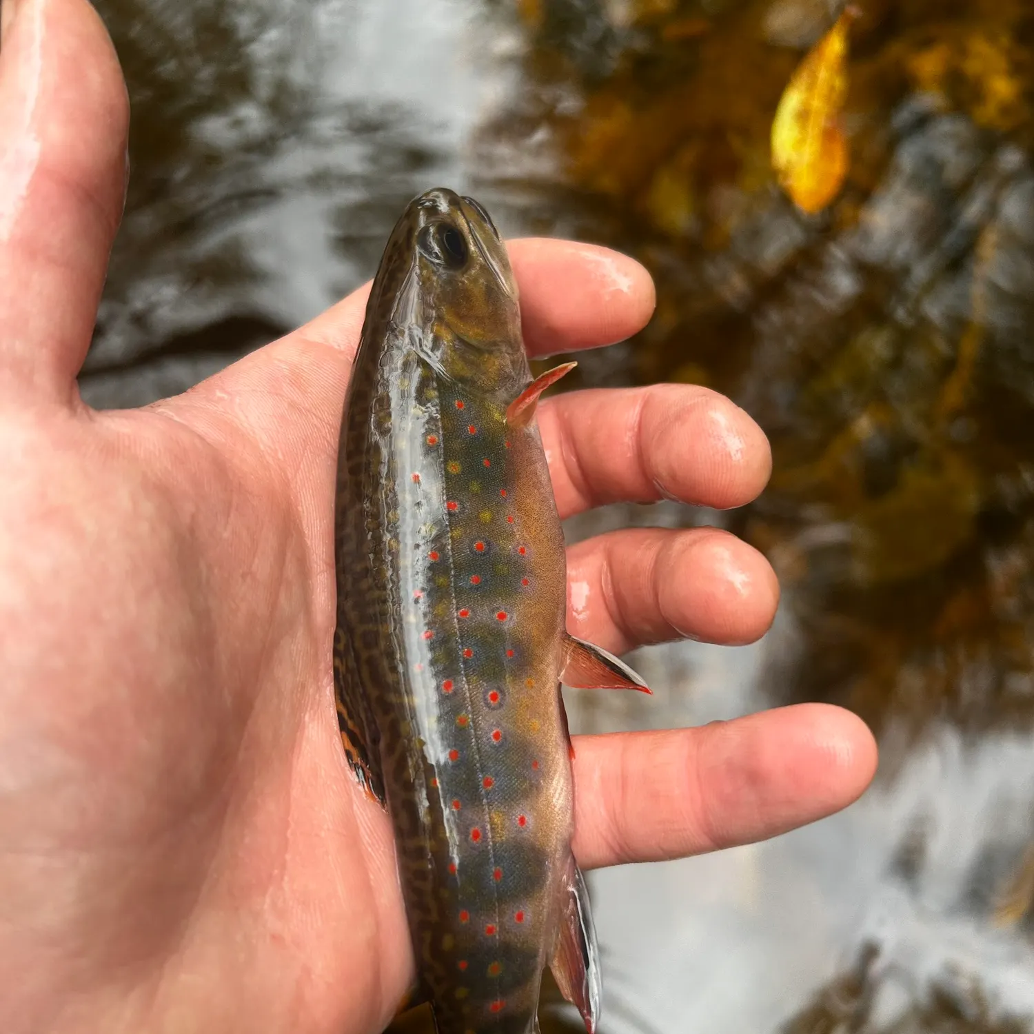 Brook trout caught on Fishbrain