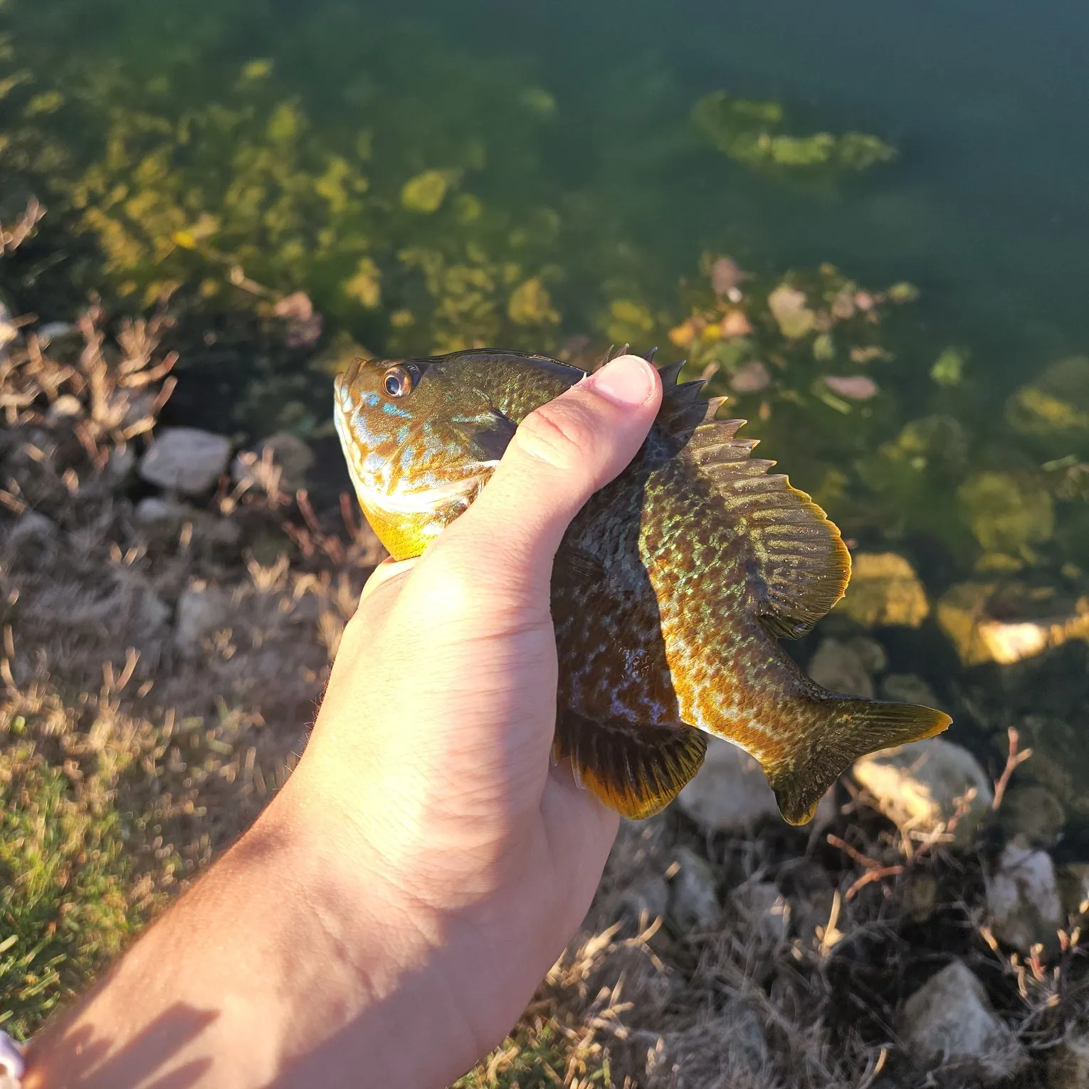 Green sunfish caught on Fishbrain