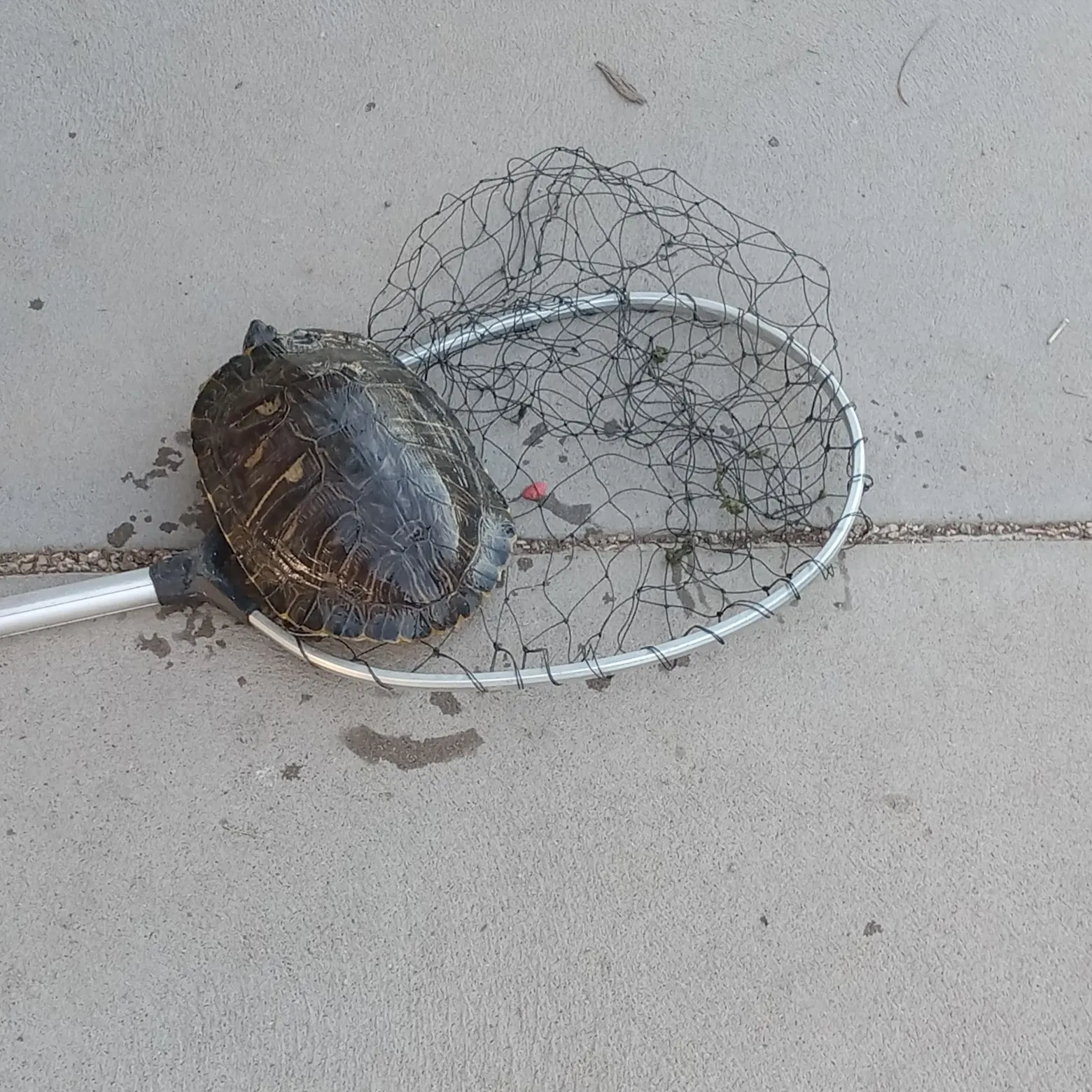 The most recent Painted turtle catches on Fishbrain