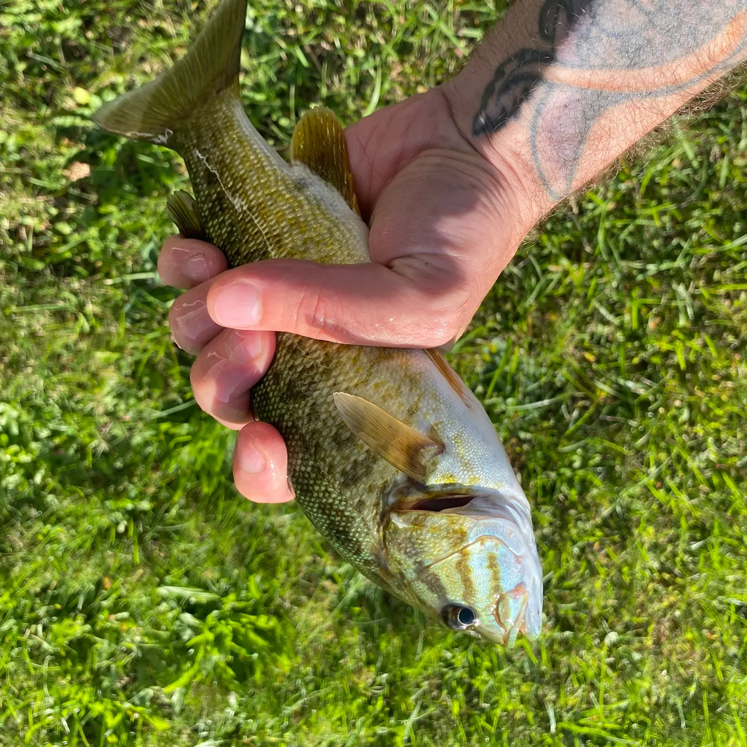 Smallmouth bass caught on Fishbrain