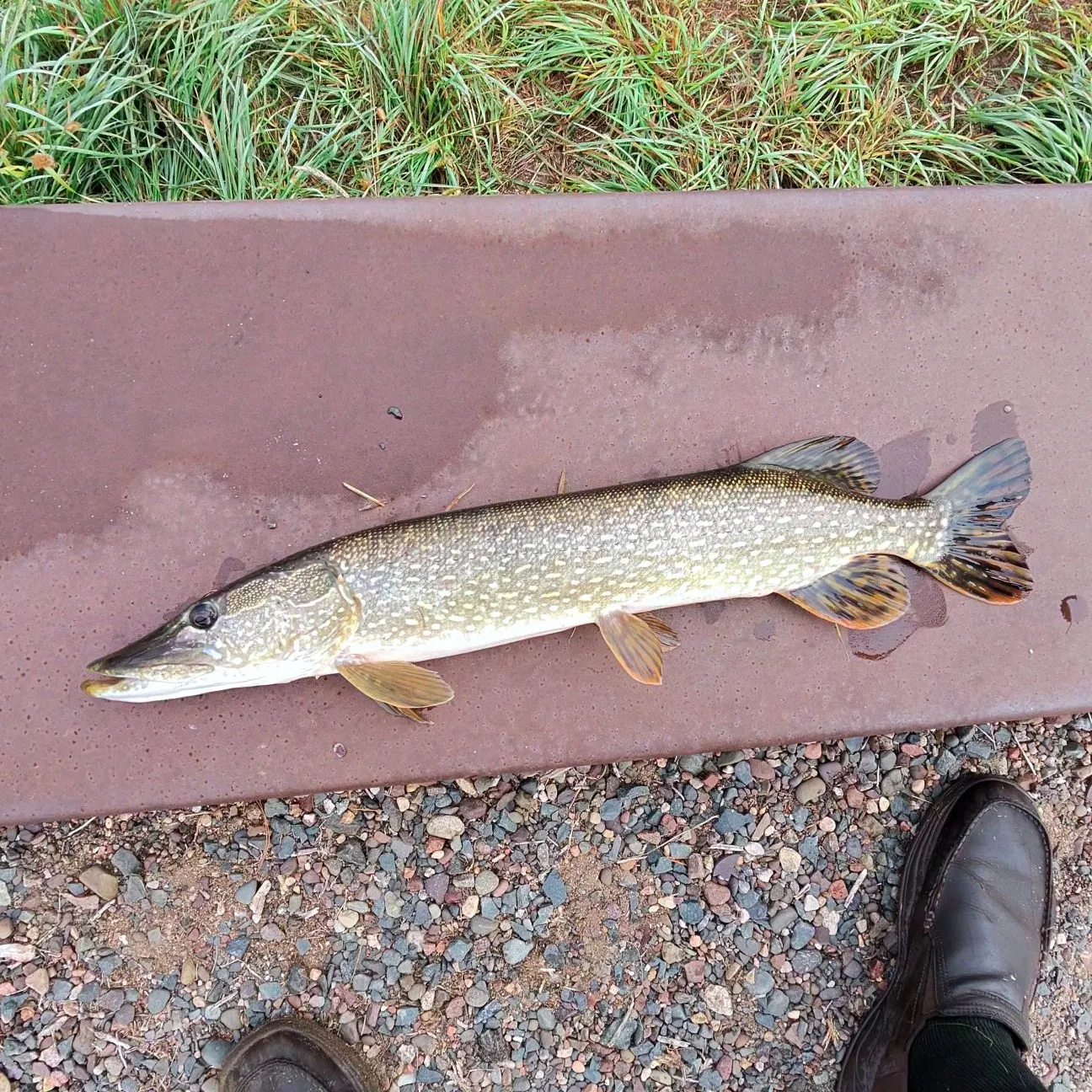 Northern pike caught on Fishbrain