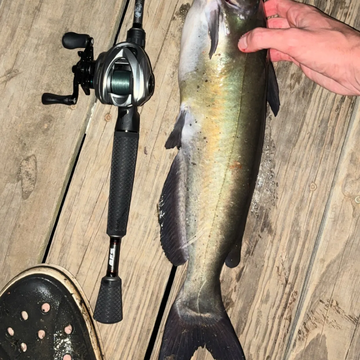Channel catfish caught on Fishbrain