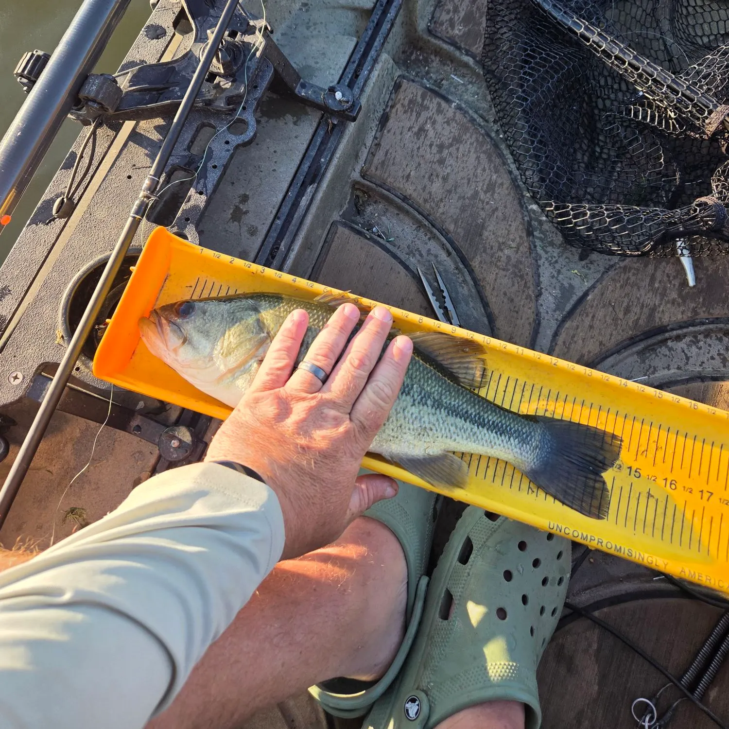 Largemouth bass caught on Fishbrain
