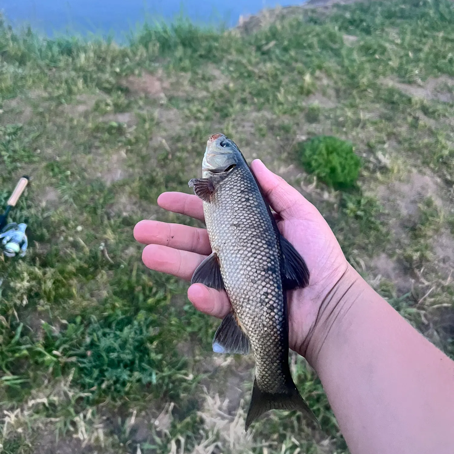 The most recent Largescale sucker catches on Fishbrain
