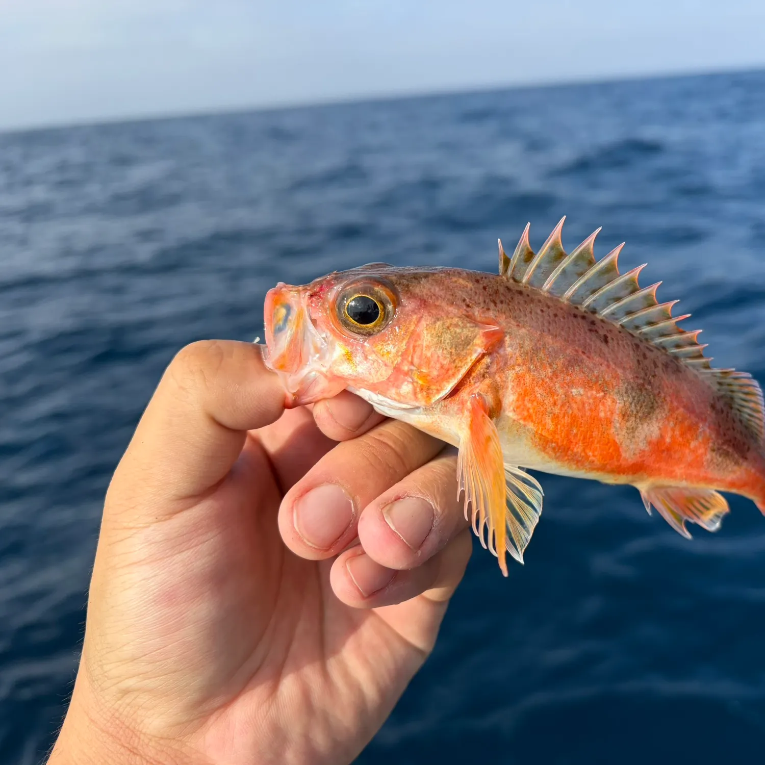 The most recent Halfbanded rockfish catches on Fishbrain