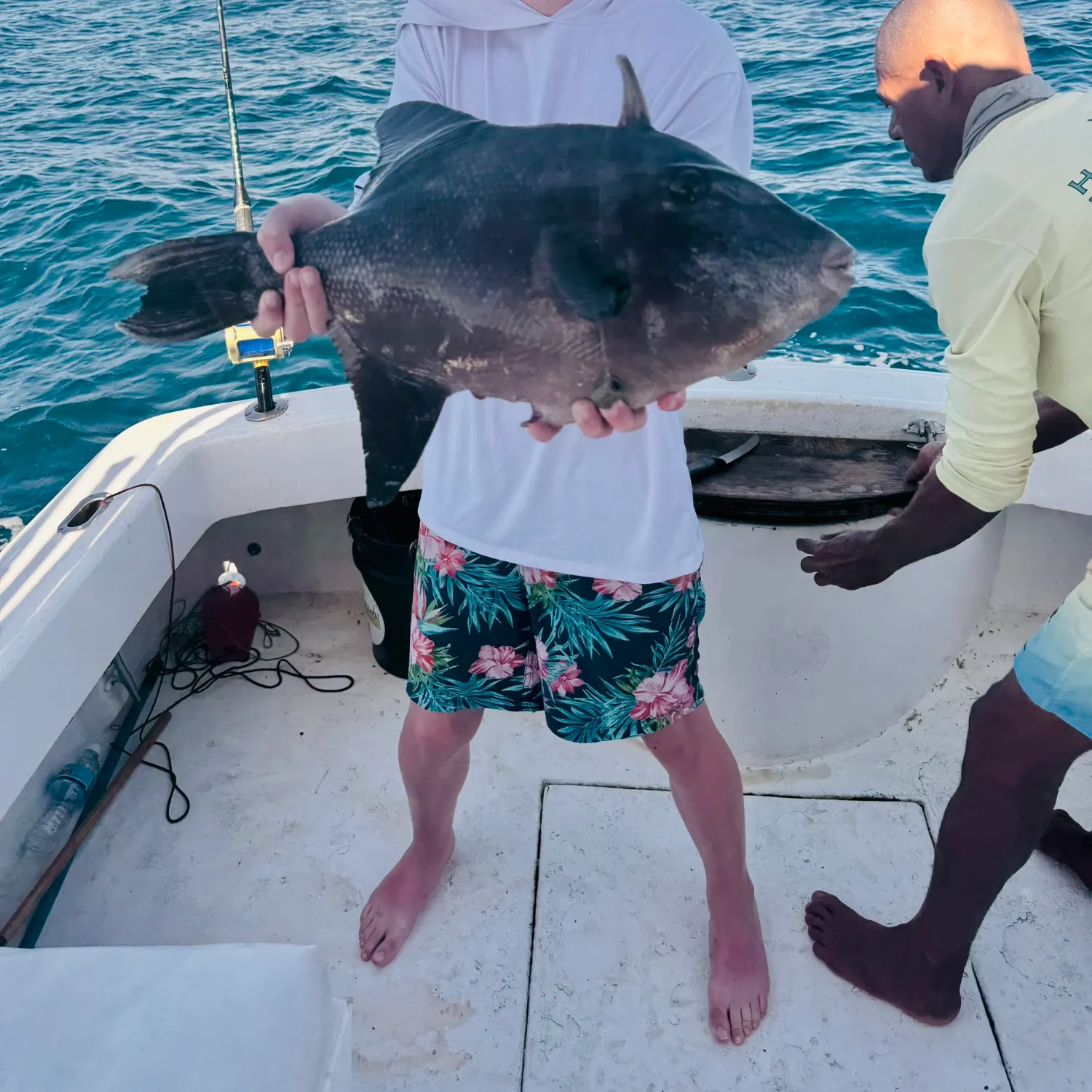 The most recent Ocean triggerfish catches on Fishbrain