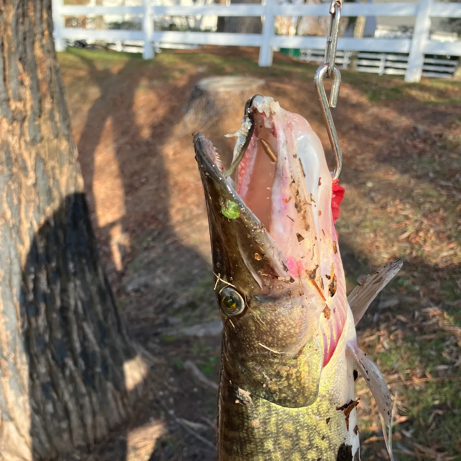 The most recent Chain pickerel catches on Fishbrain