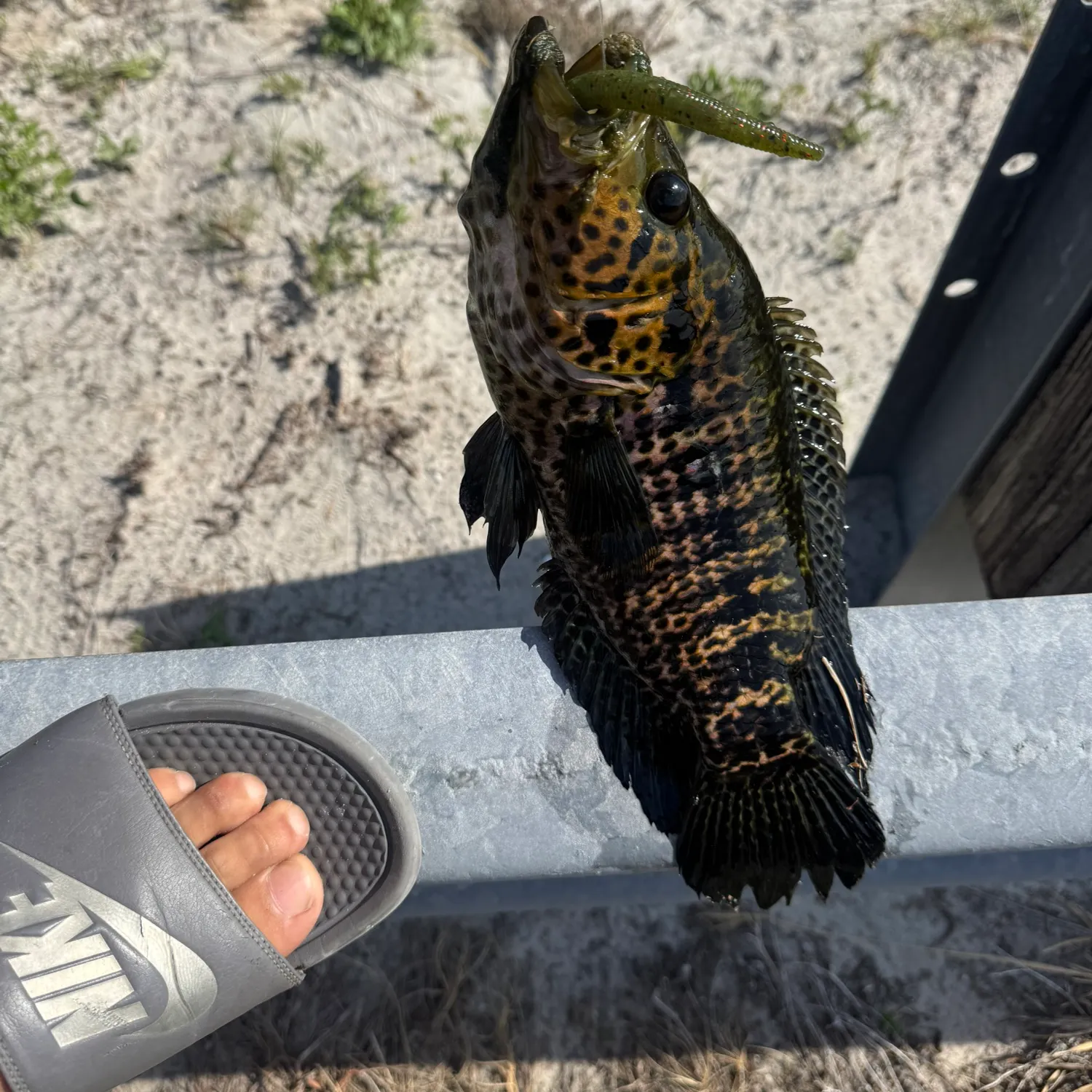 The most recent Jaguar cichlid catches on Fishbrain