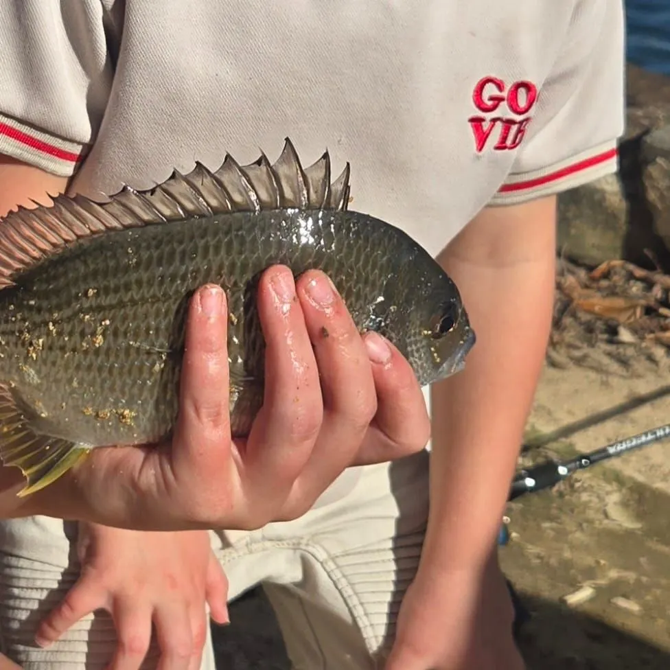 The most recent Southern black bream catches on Fishbrain