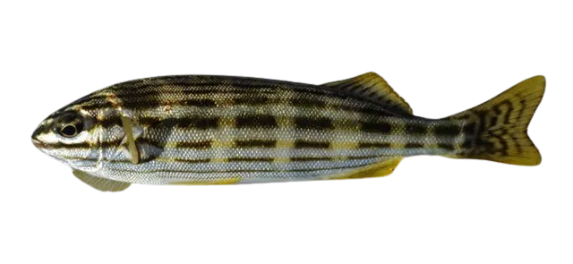 Western striped grunter