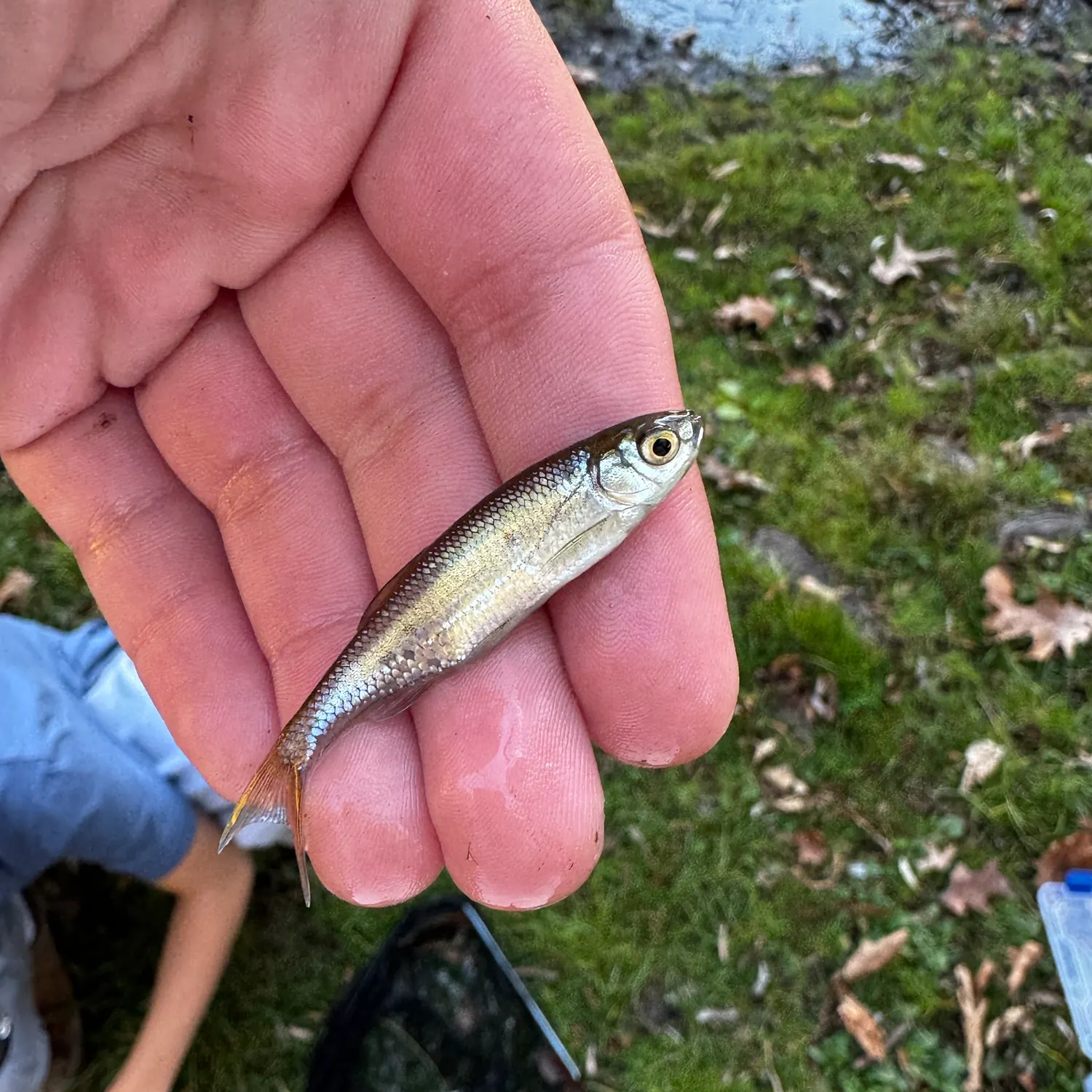 The most recent Striped shiner catches on Fishbrain