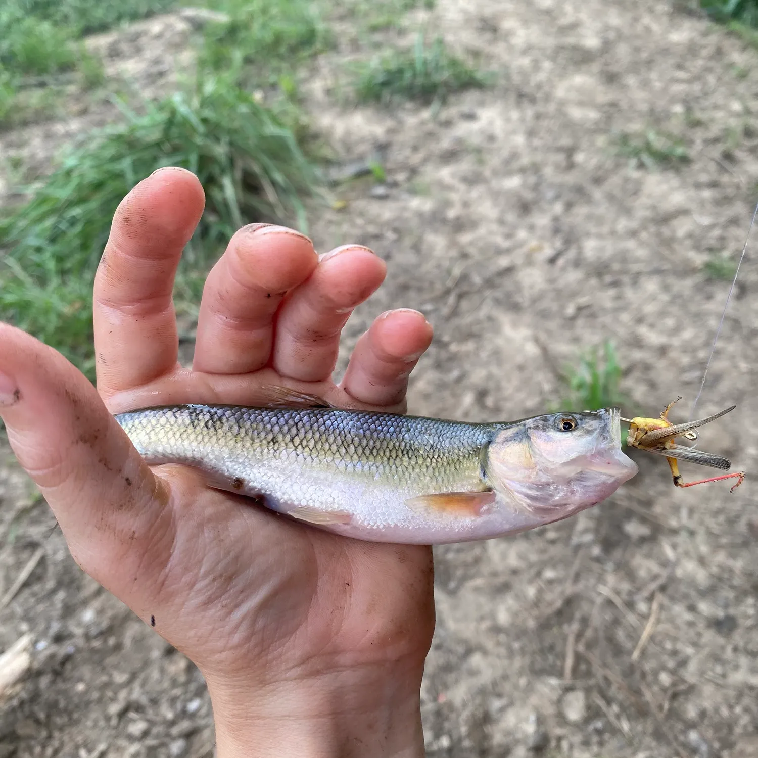 Creek chub caught on Fishbrain