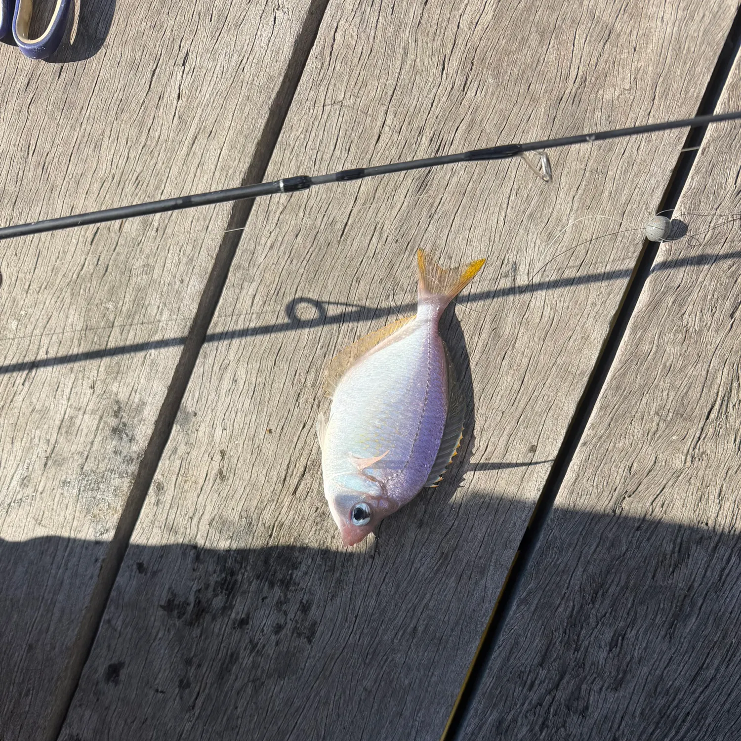 The most recent Common silver belly catches on Fishbrain