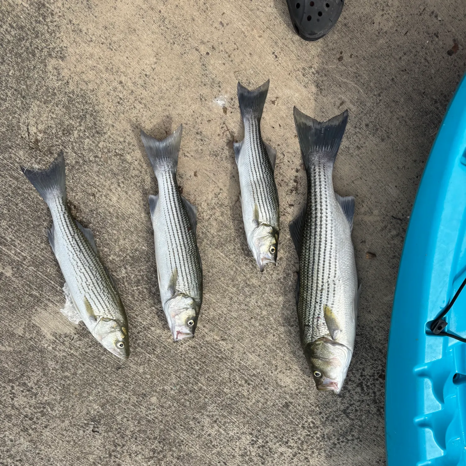 Striped bass caught on Fishbrain