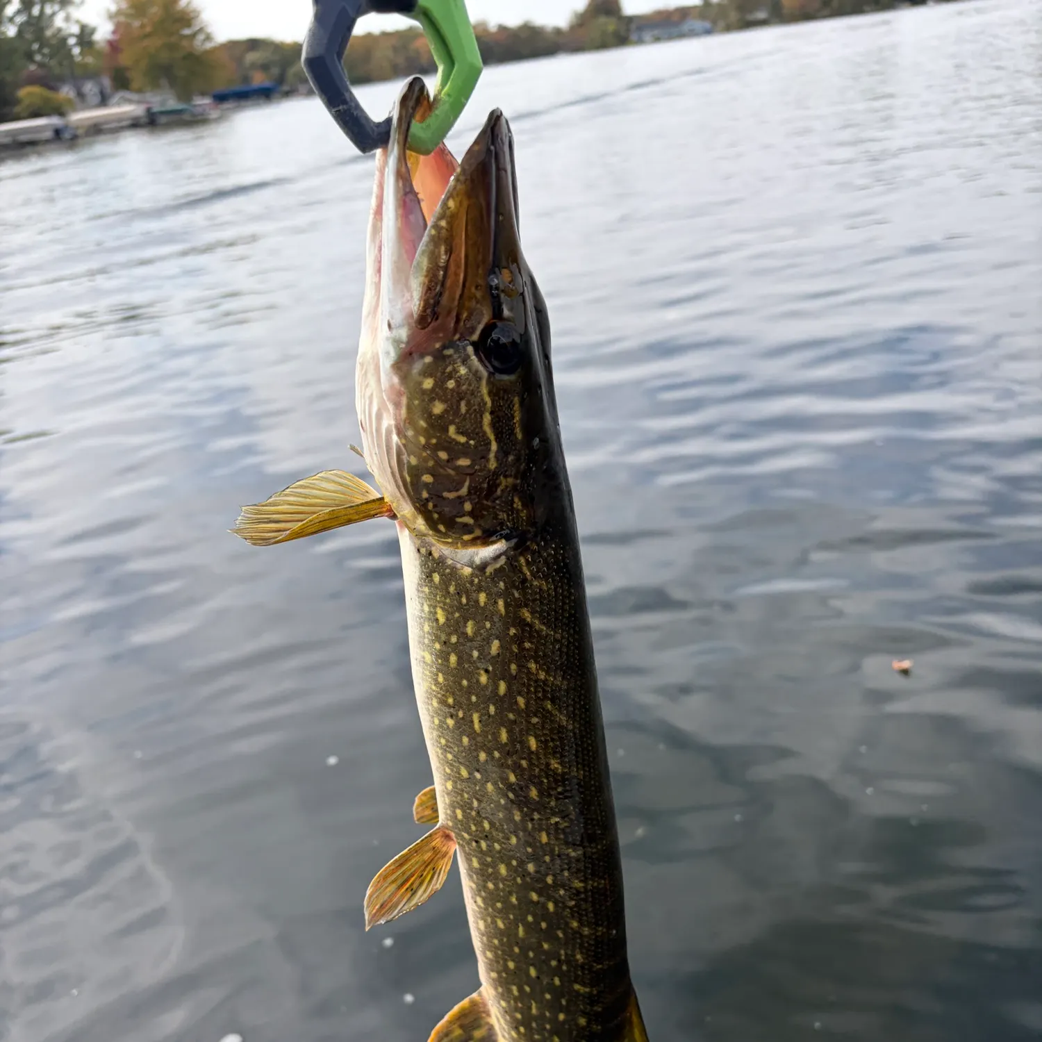 Northern pike caught on Fishbrain