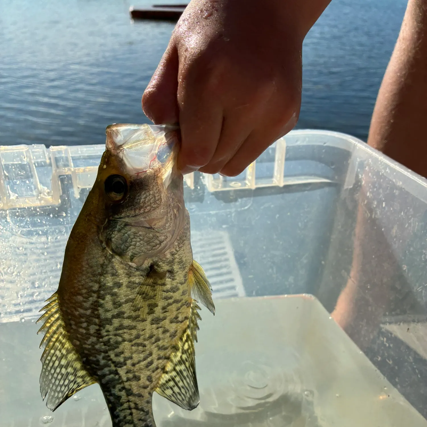 catch