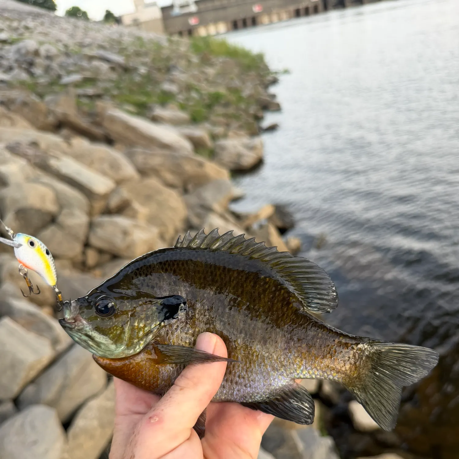 Bluegill caught on Fishbrain