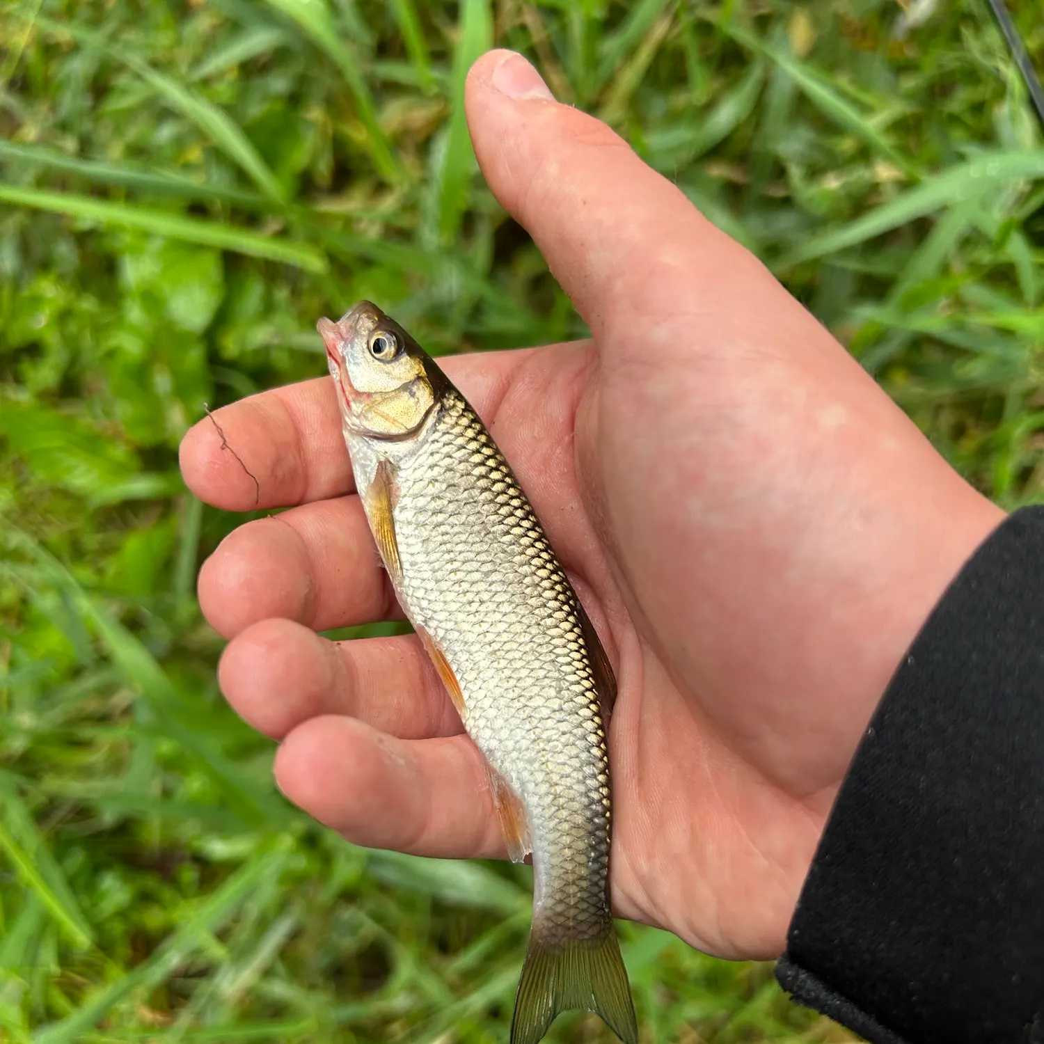 European chub caught on Fishbrain