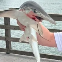 The most recent Bonnethead shark catches on Fishbrain