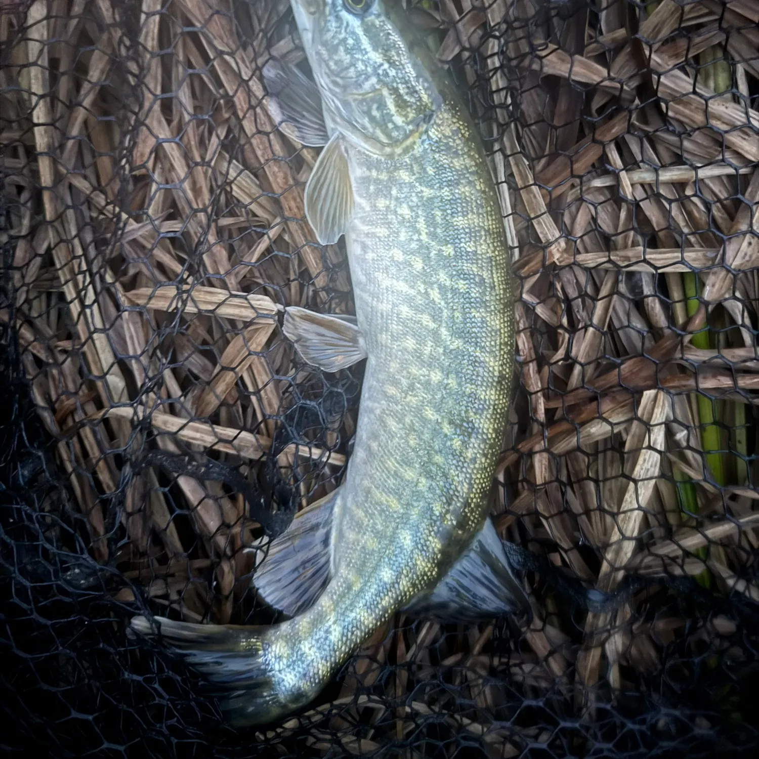 Northern pike caught on Fishbrain