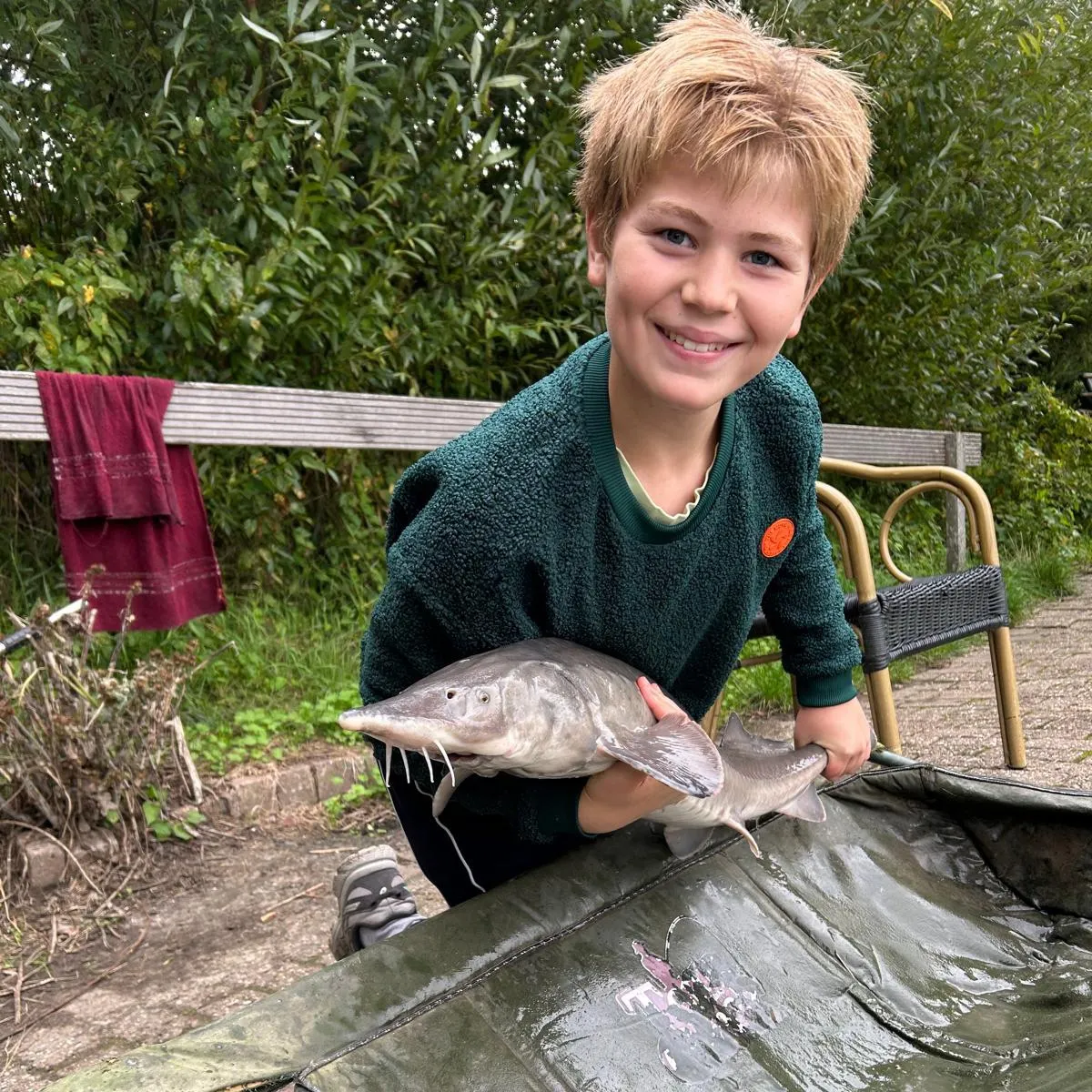 White sturgeon caught on Fishbrain