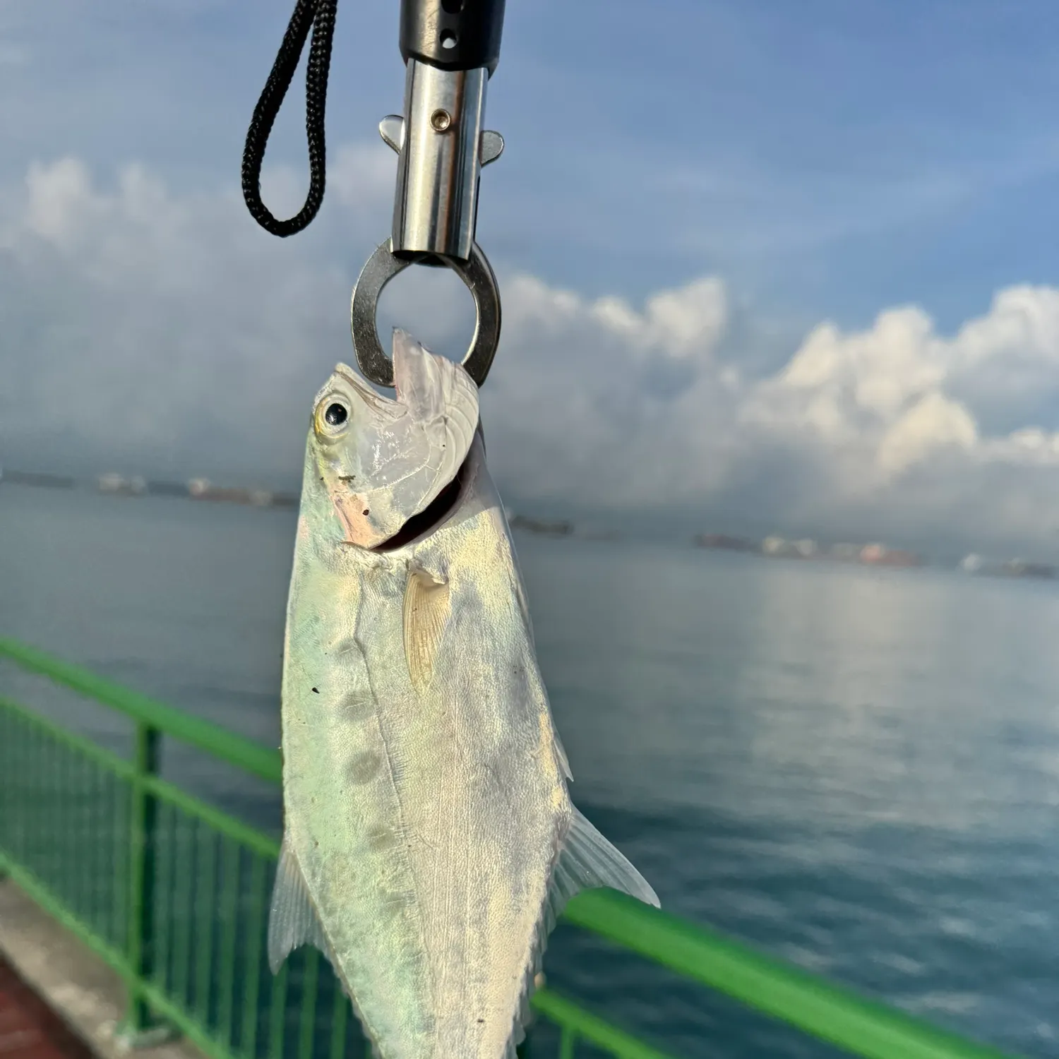 The most recent Talang queenfish catches on Fishbrain
